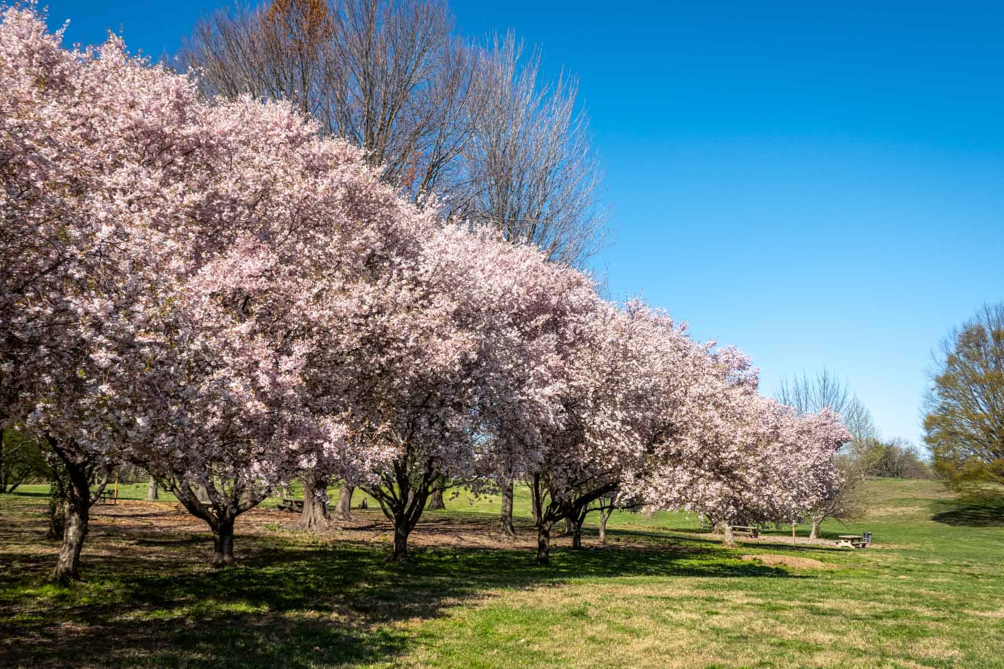 Line of pink and white cherry blossom trees.