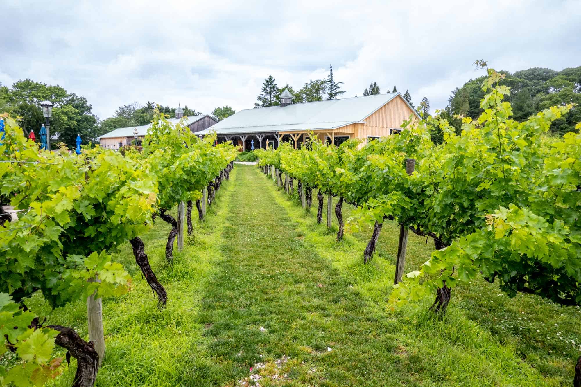 Rows of grapevines leading to a barn in the vineyard of Cape May Winery.