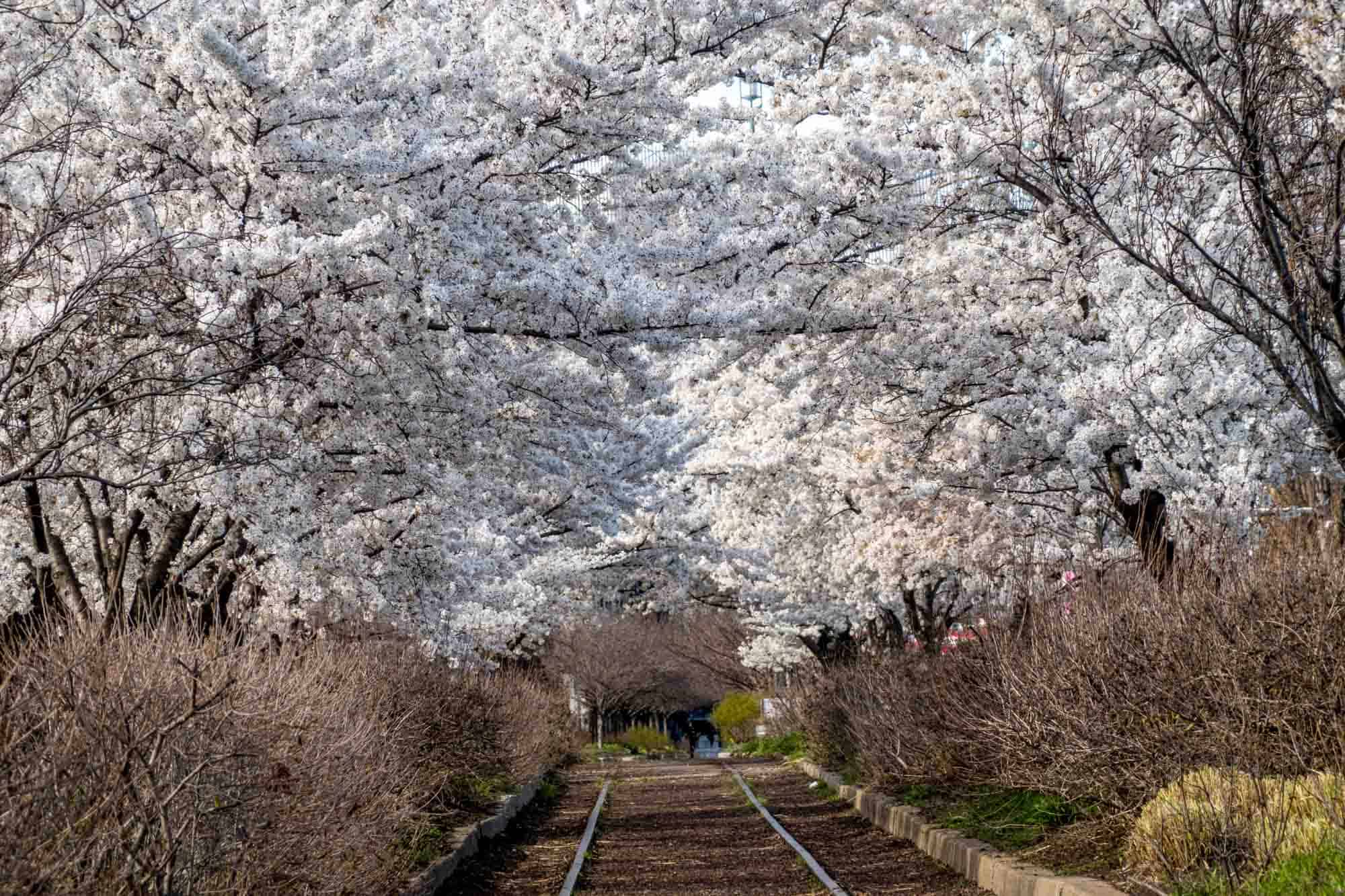 Trolley tracks surrounded by a canopy of white cherry blossoms