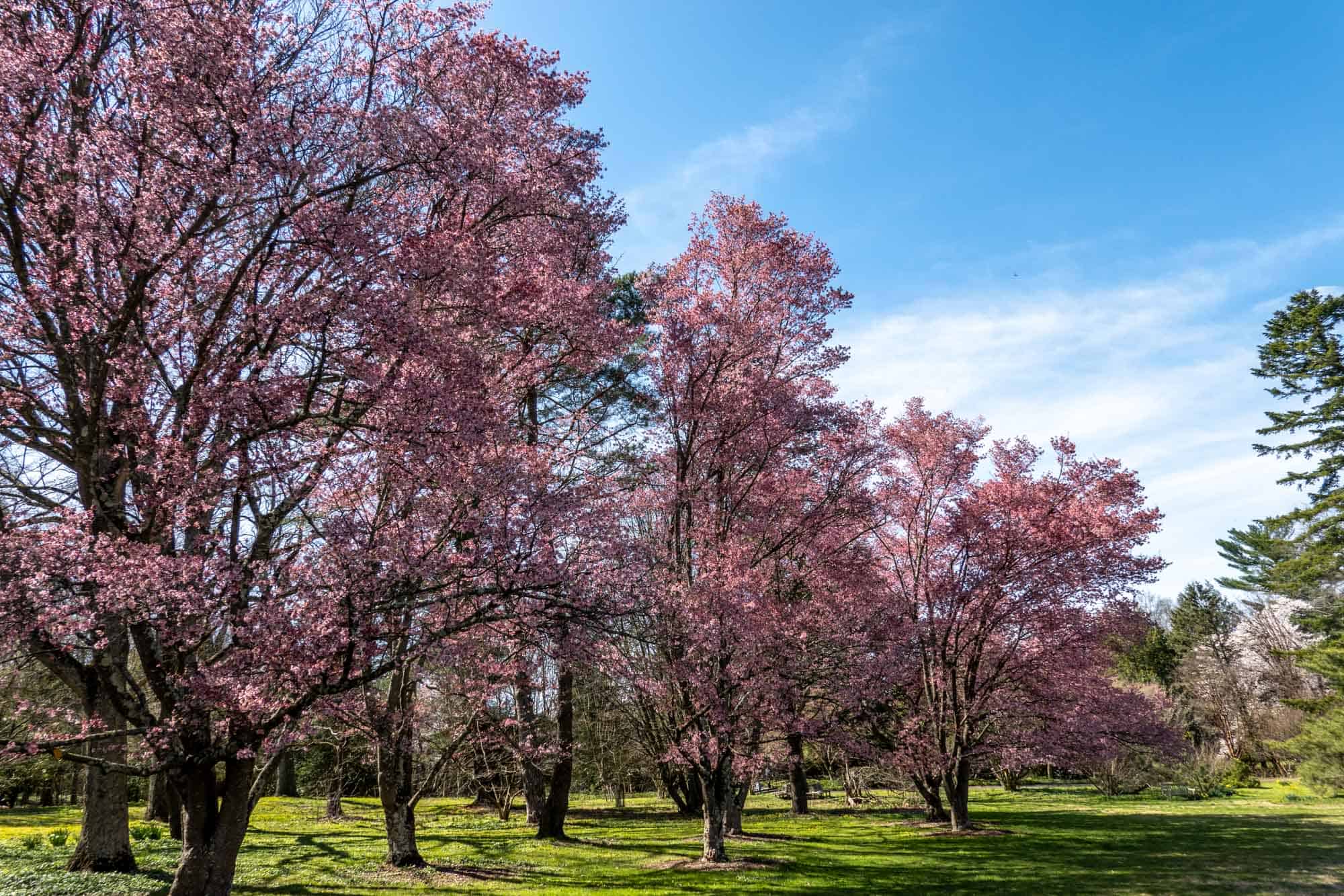 Line of cherry trees with pink blossoms