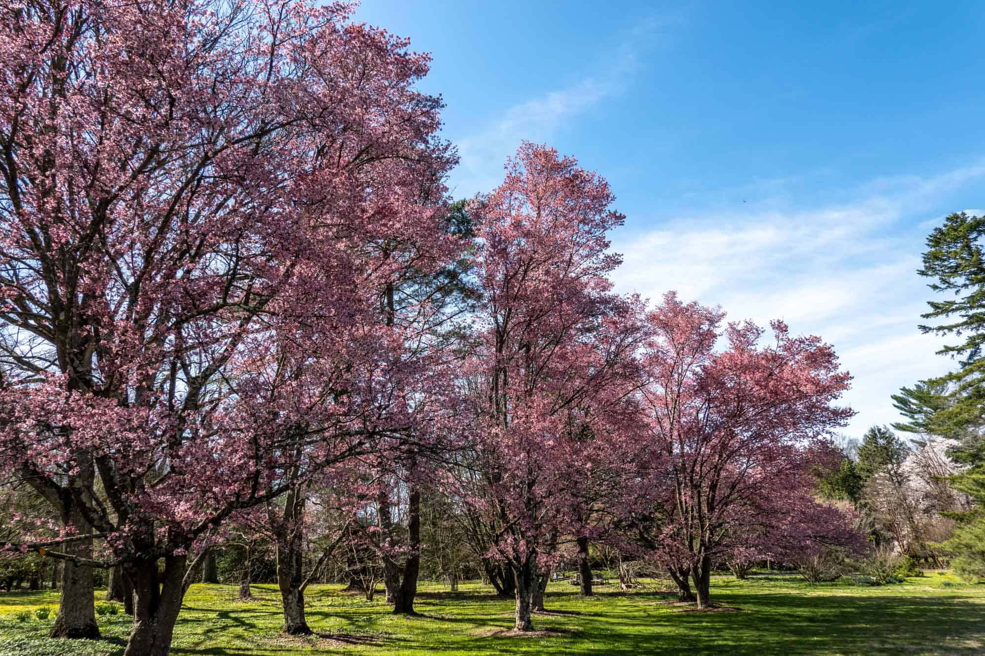 Where to See Cherry Blossoms in Philadelphia (2024)