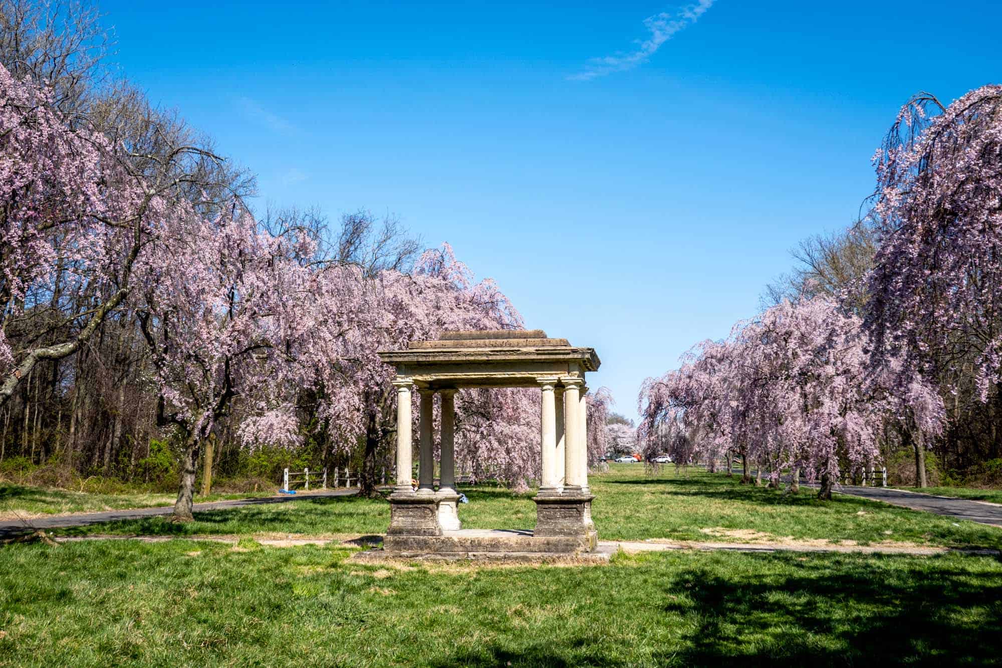 Rows of blooming pink cherry blossom trees in a park with a six-column stone structure in the middle