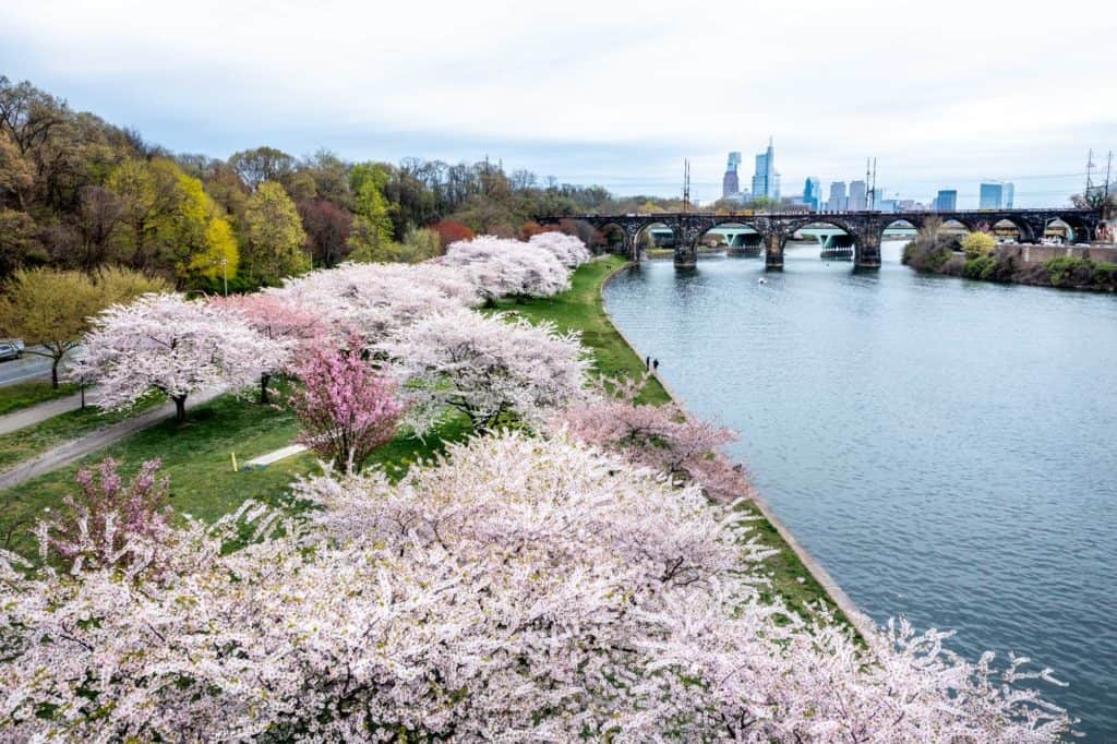 Where to See Cherry Blossoms in Philadelphia (2024)