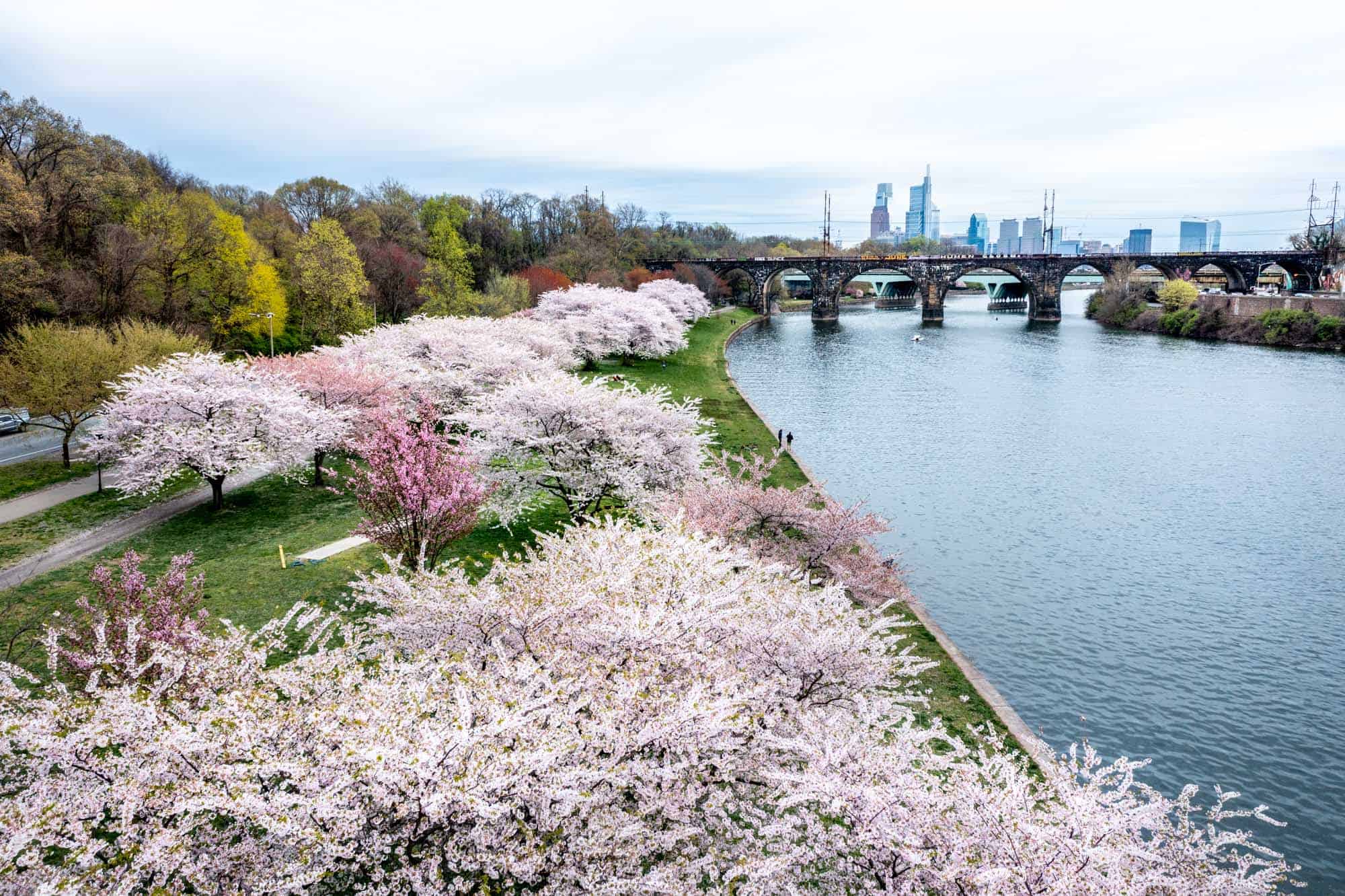 Overhead view of blooming cherry trees beside the Schuylkill River 