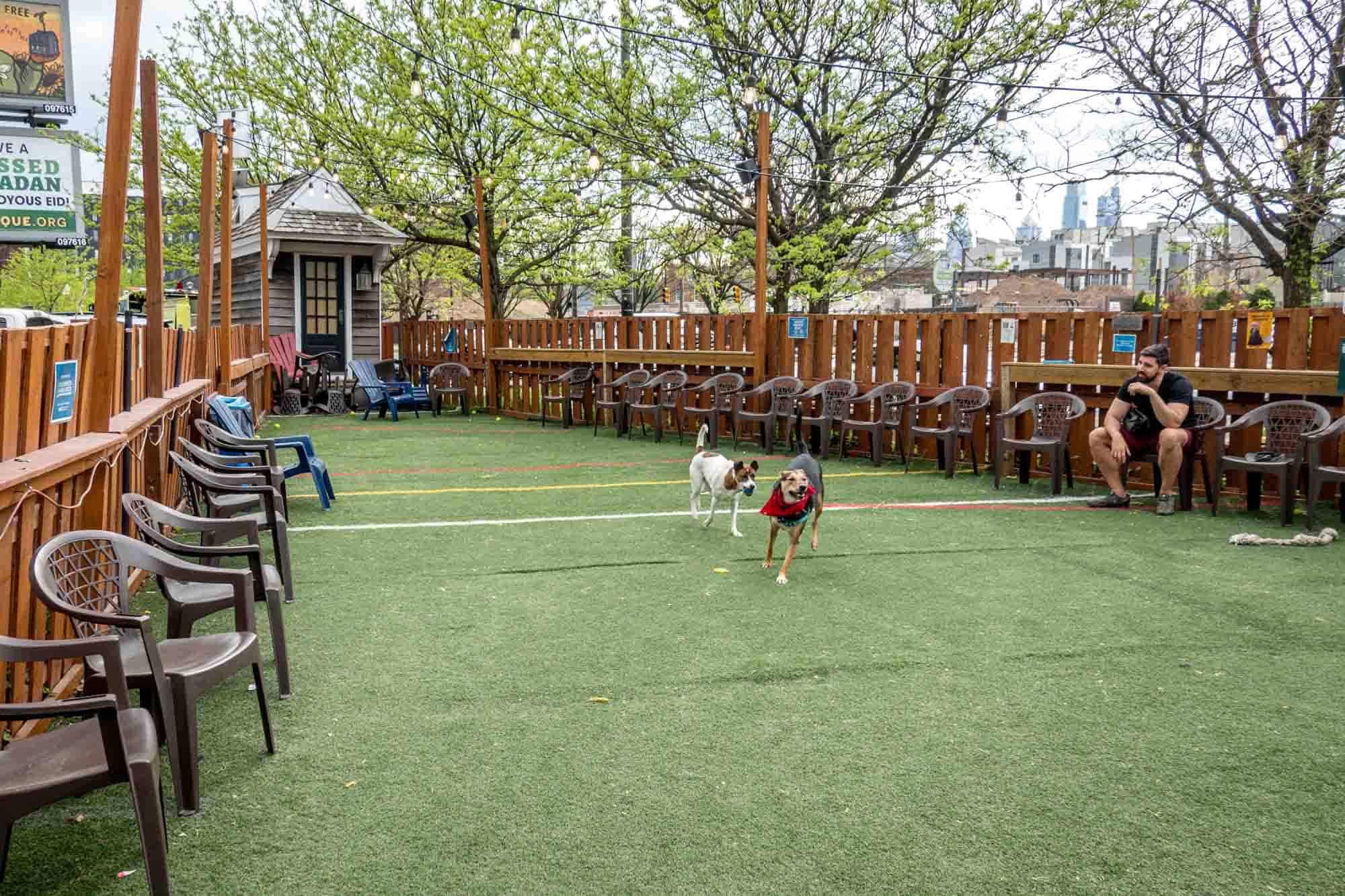 Two dogs running on a turf garden while a man looks on.