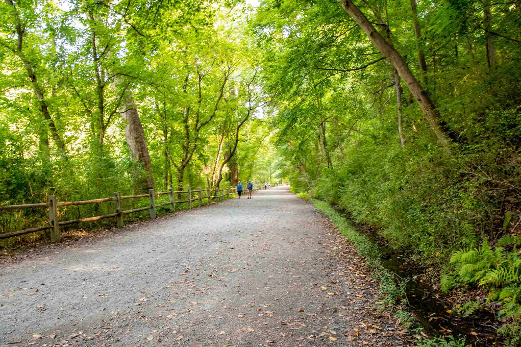 Tree-lined path in a park.