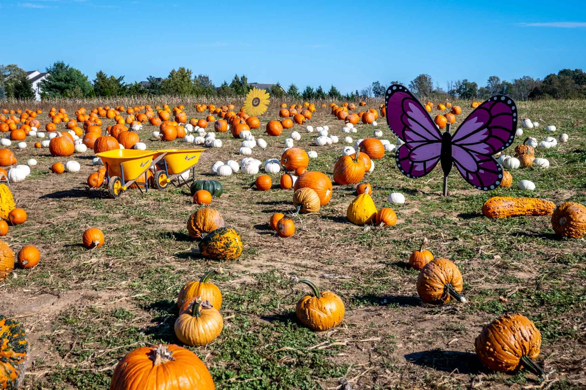 Pumpkins in a pumpkin patch with wheelbarrows and butterfly and sunflower decorations