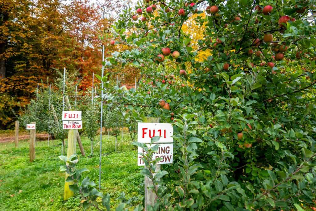Signs for Fuji apples beside trees in an orchard