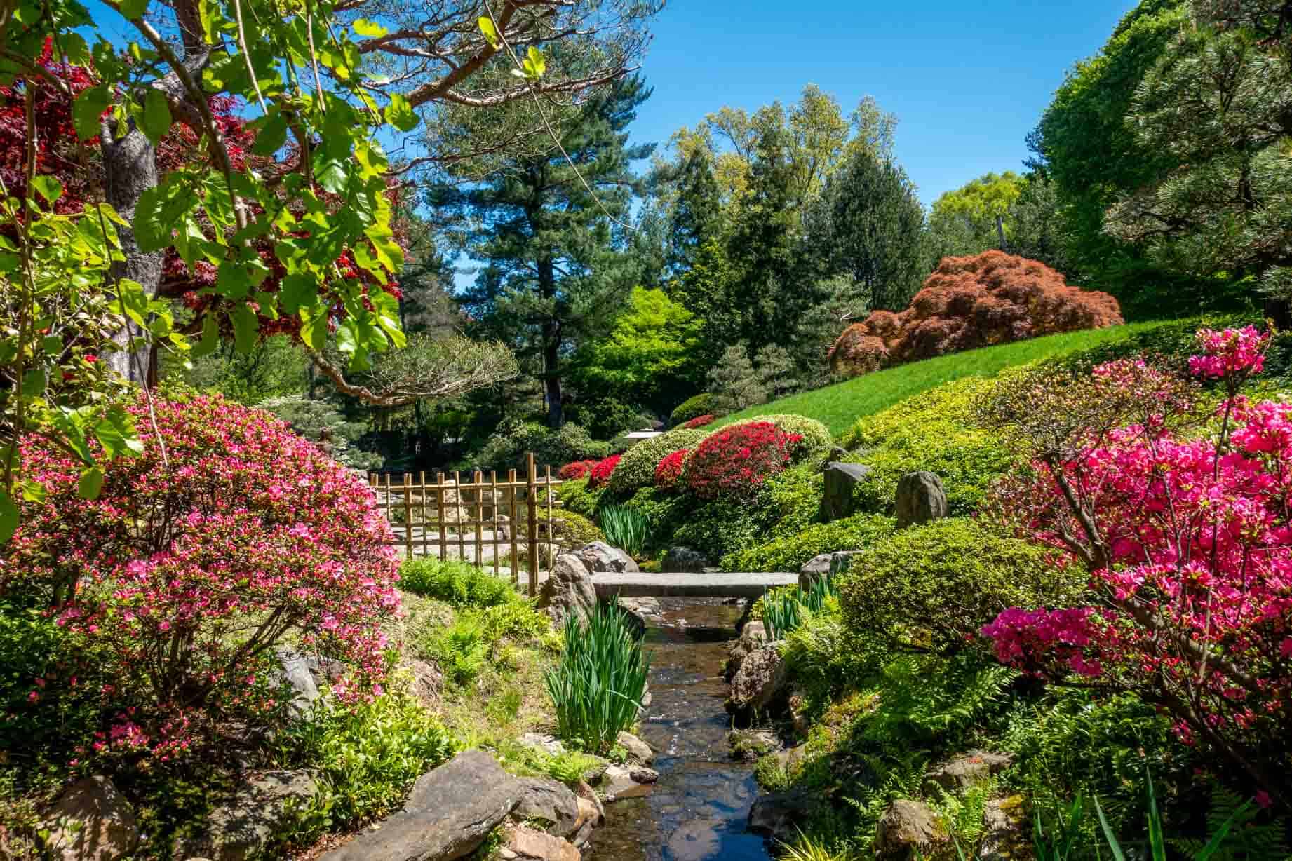 Pink and green flowers and plants surrounding a stream