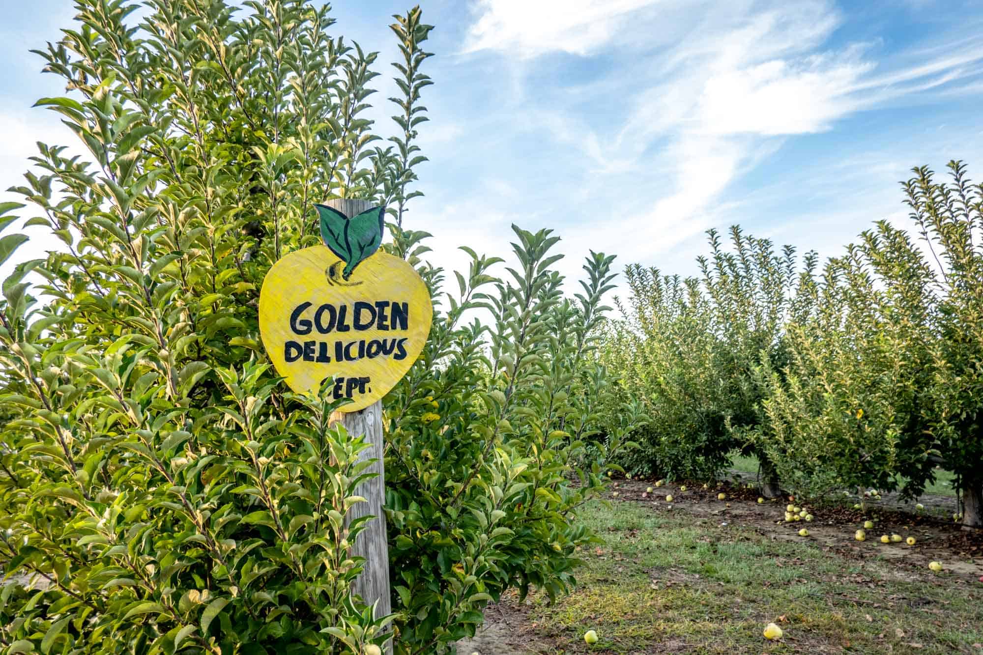Apple orchard with a sign for "Golden Delicious" apples shaped like an apple