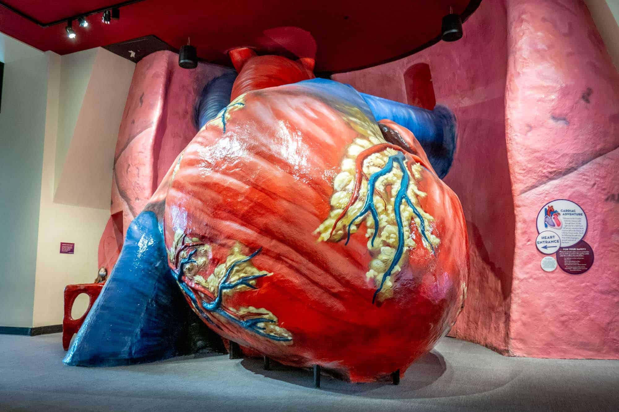 Giant walk-through heart inside Franklin Institute.