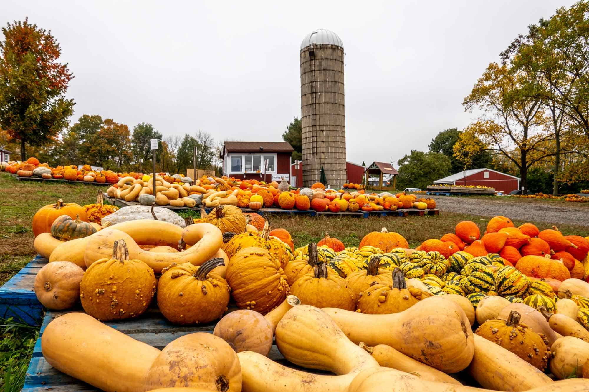 Piles of pumpkins and gourds on wooden pallets near a tall grain silo