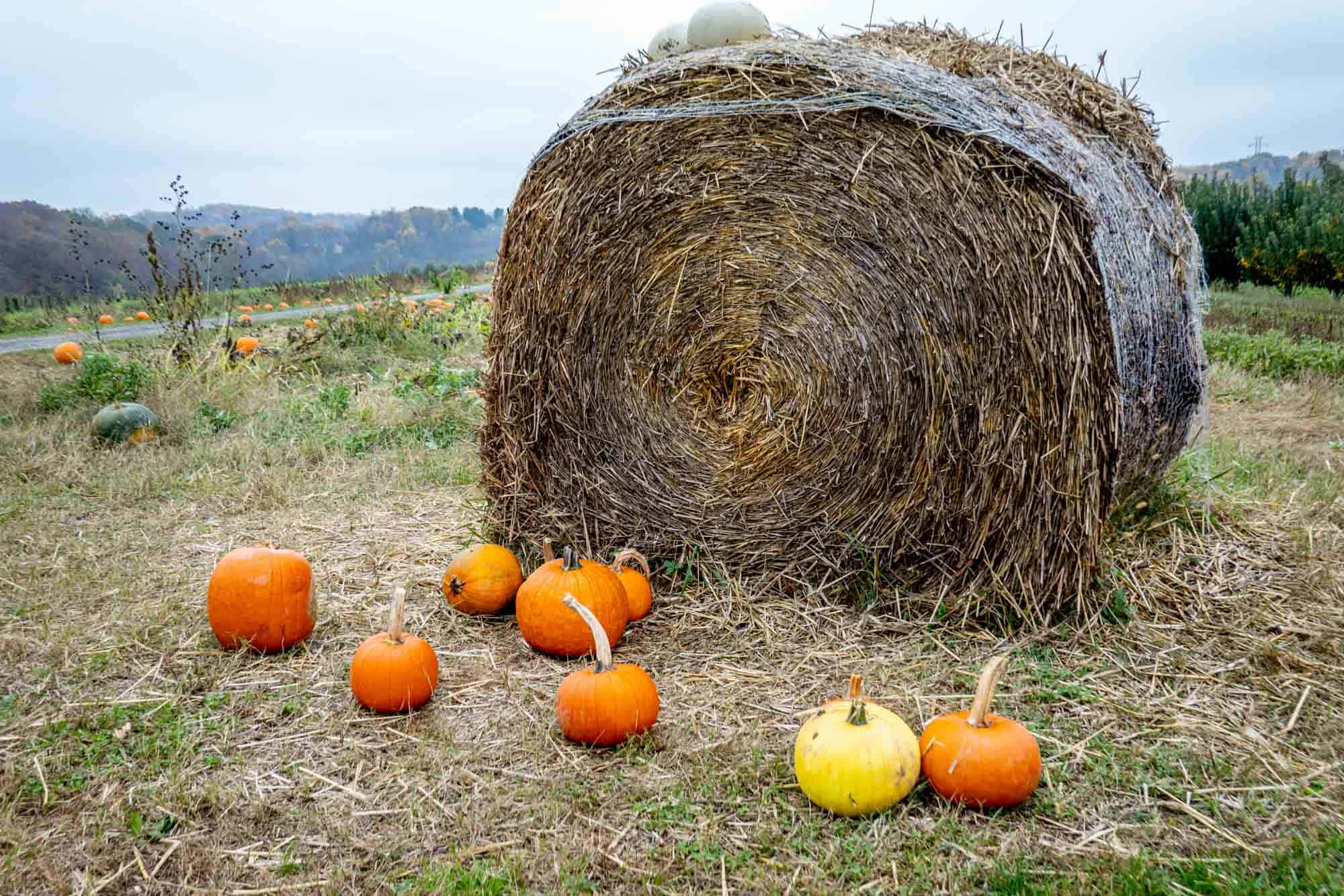 Orange and yellow pumpkins on the ground in front of a hay bale in a pumpkin patch