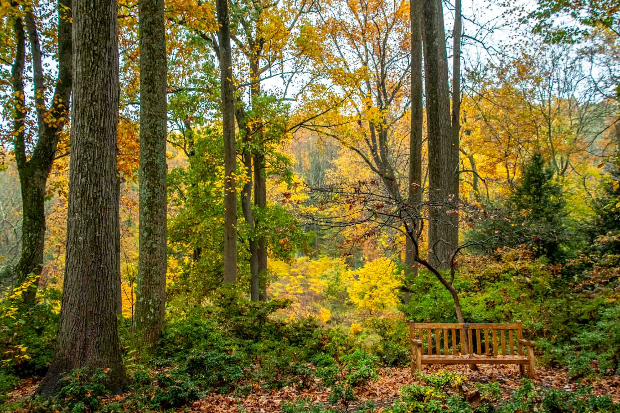 A wooden bench amidst the yellow fall foliage