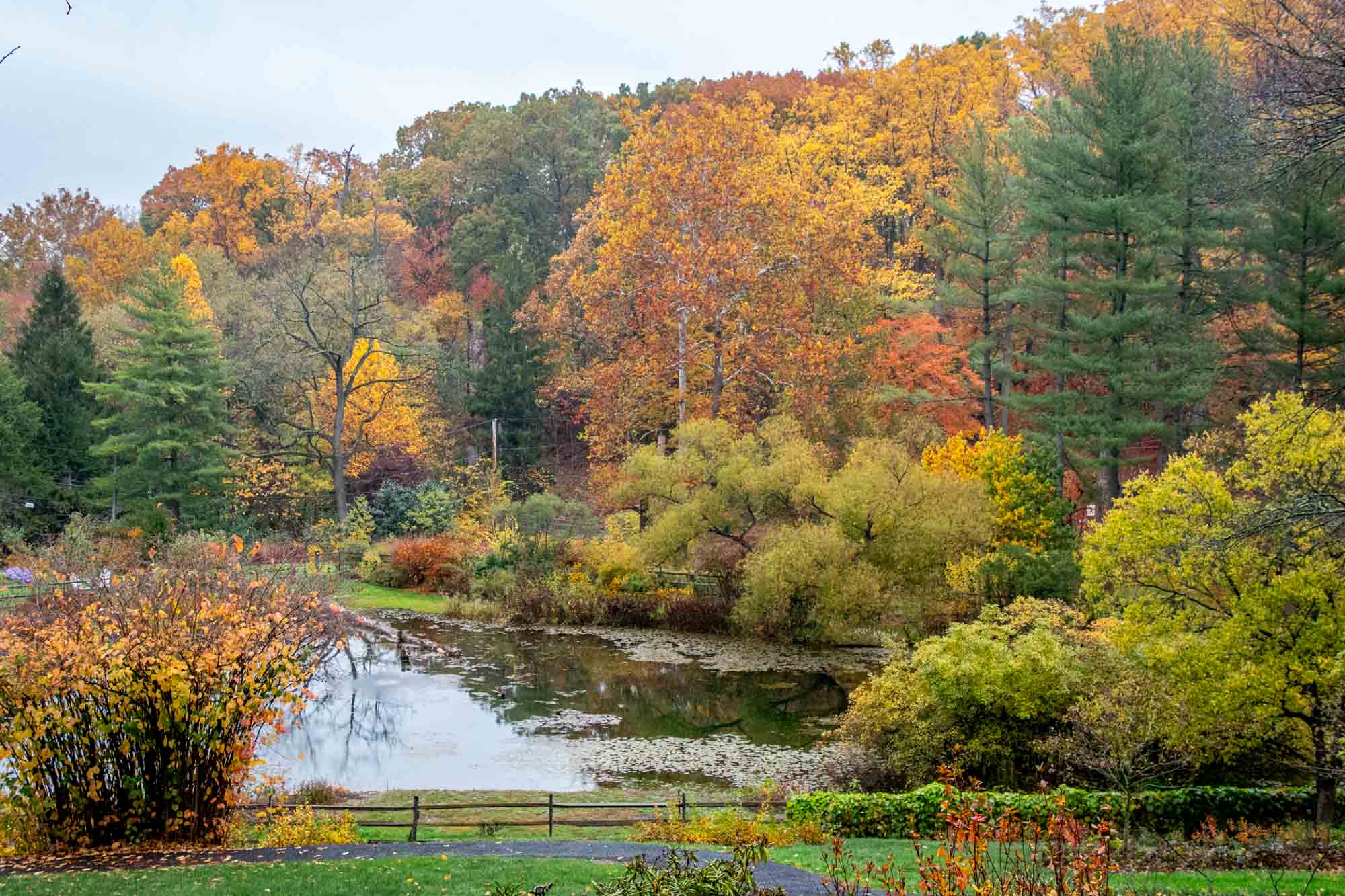 The fall foliage at the pond in Jenkins Arboretum