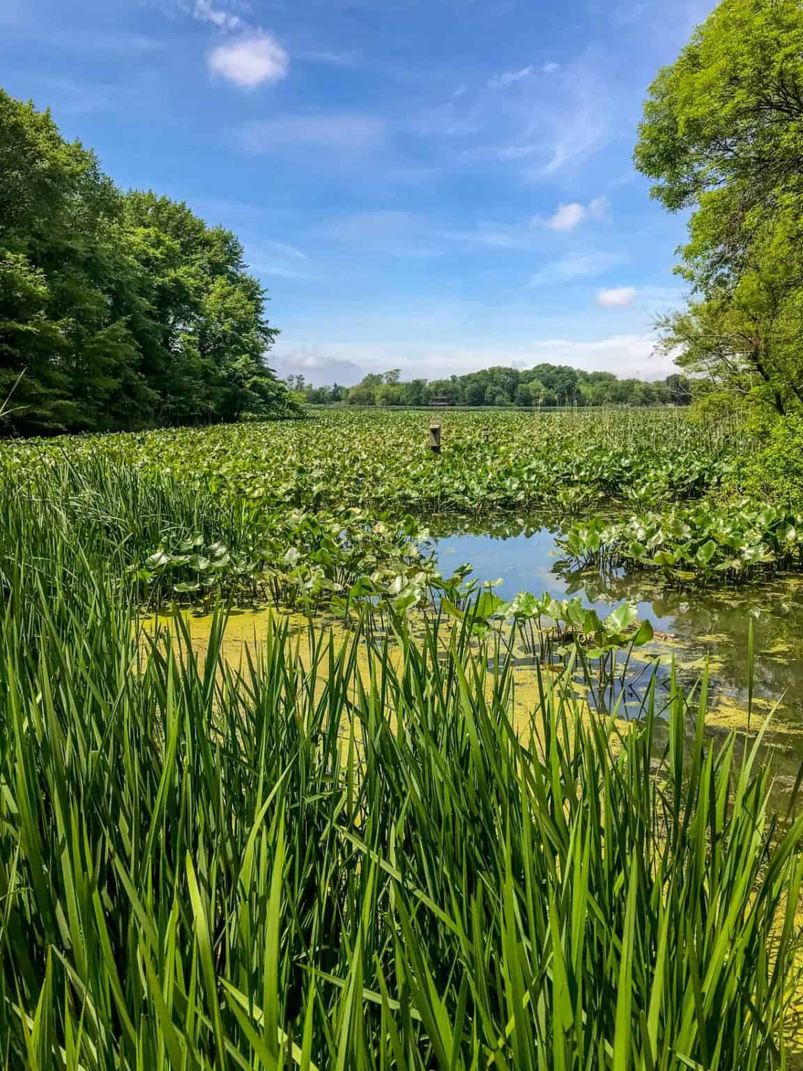 Find Peace at John Heinz National Wildlife Refuge Guide to Philly