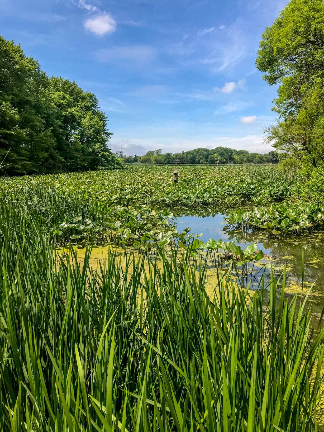 Reeds and plants in a marsh