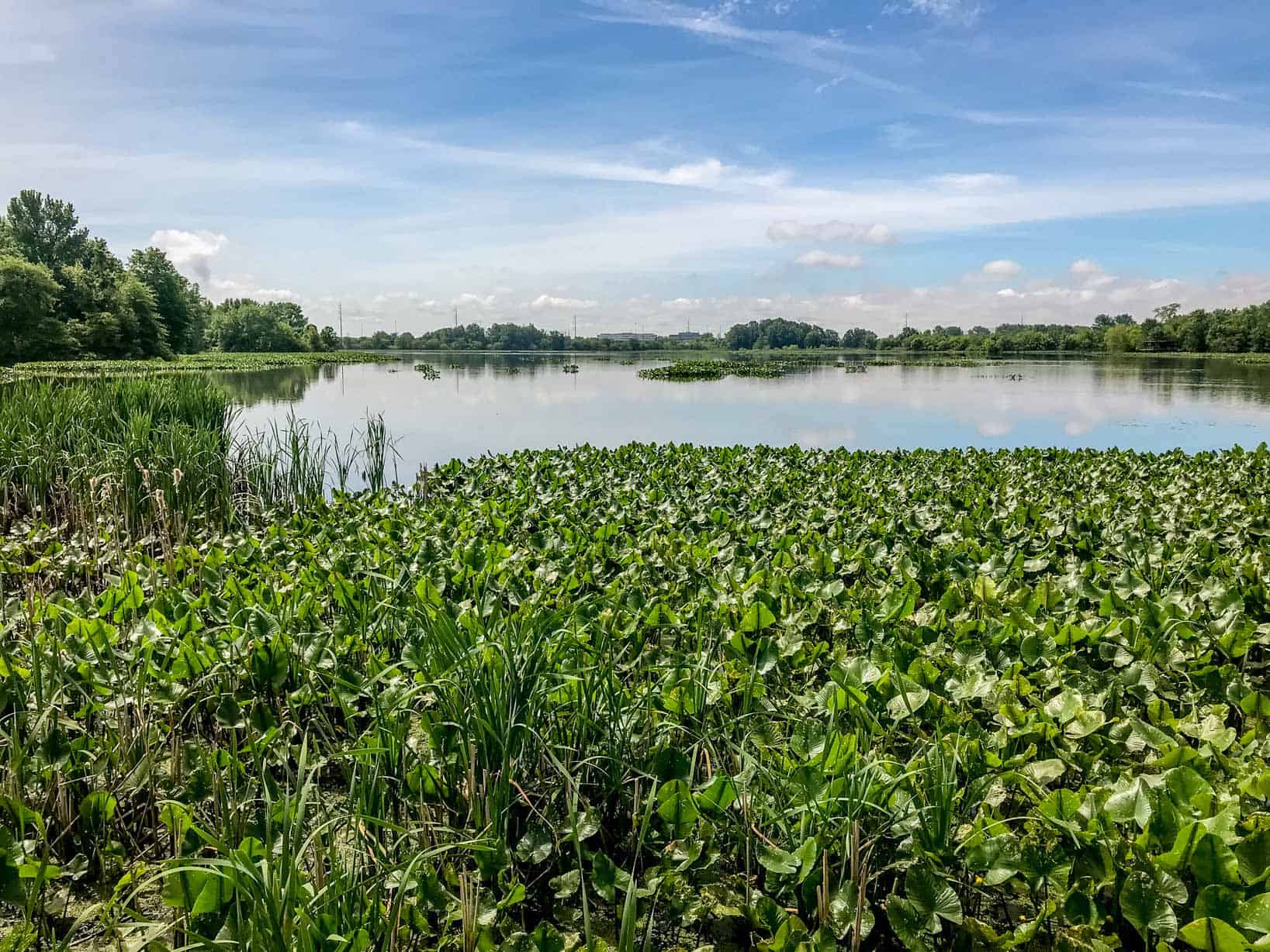 The tidal marsh at the John Heinz National Wildlife Refuge.