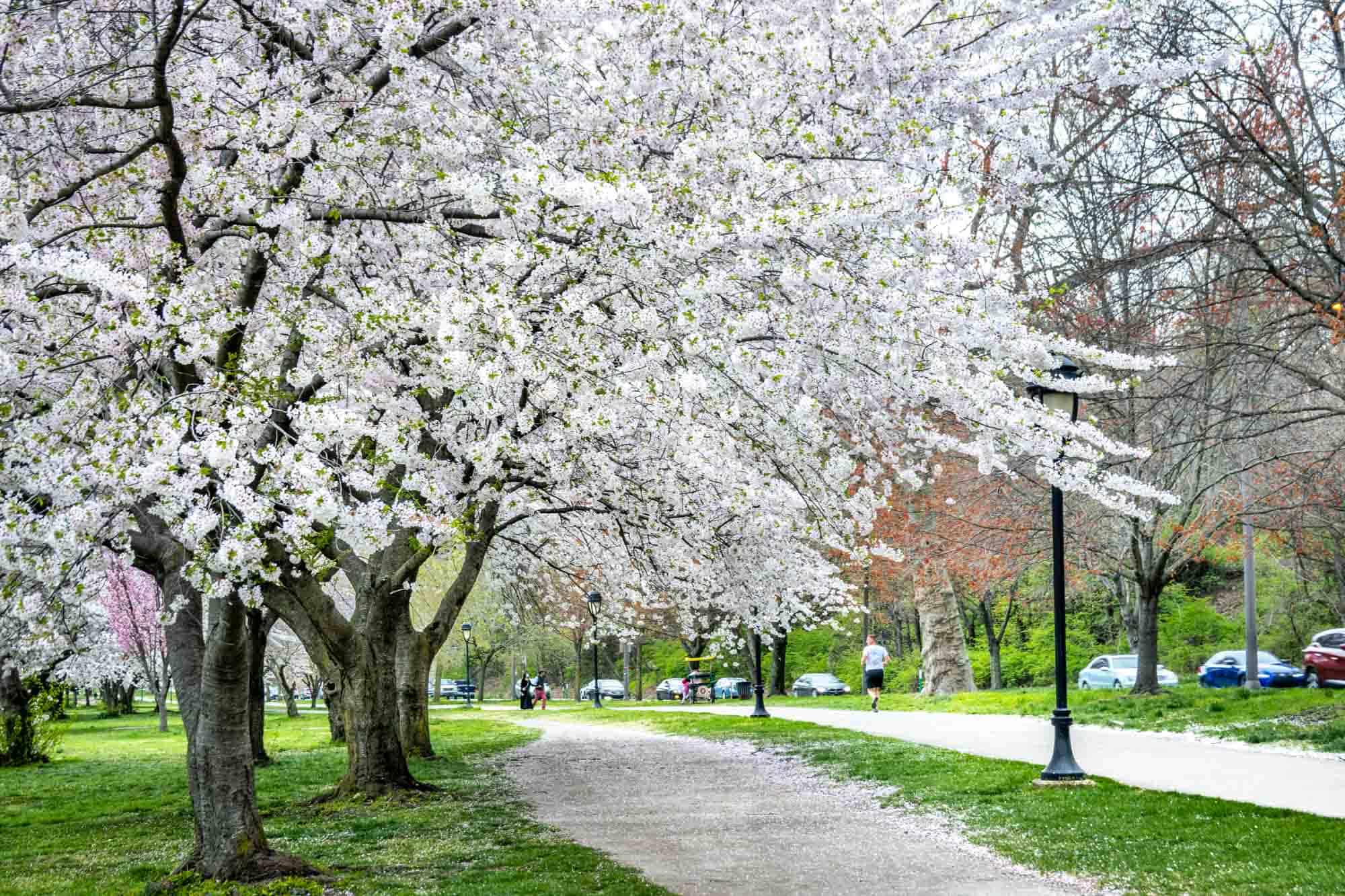 Cherry trees in full bloom with white blossoms next to a running trail
