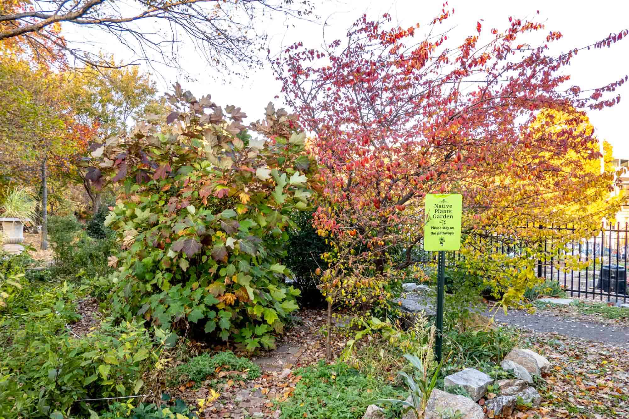 Plants with red, yellow, and green leaves and a sign for "Native Plants Garden"