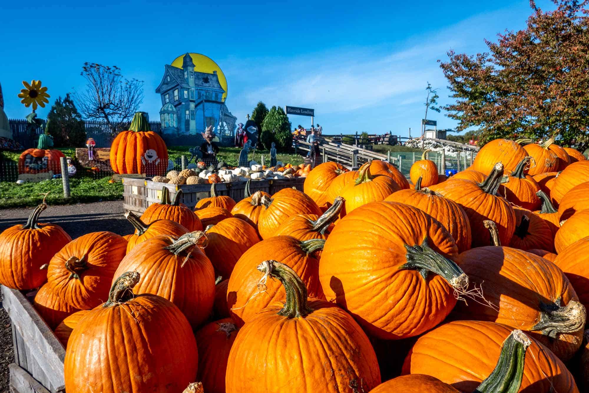 Pumpkins in crates near Halloween decorations