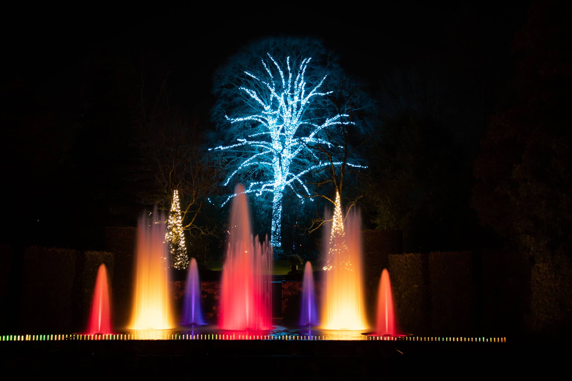 Water jets from a fountain lit with red and white lights in front of an illuminated tree