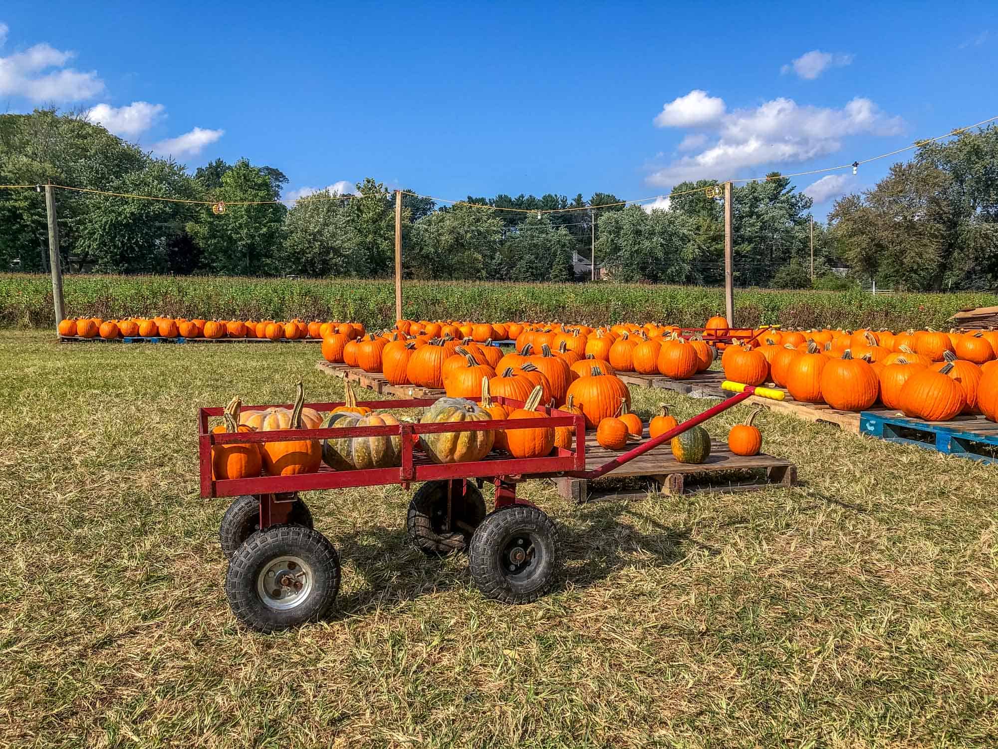 Pumpkins on wooden pallets and in a wagon at a farm