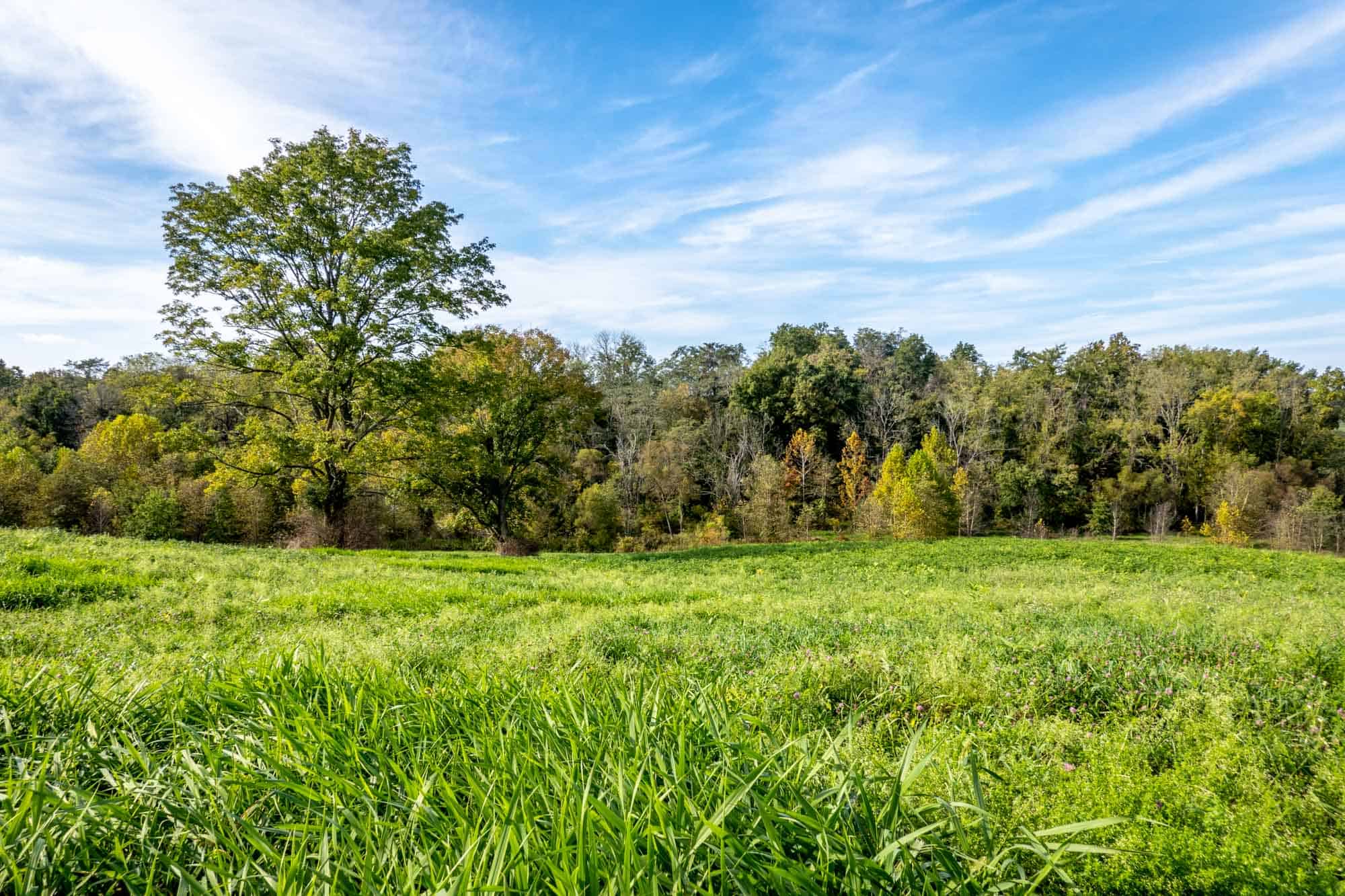 Grassy meadow overlooking a line of trees on a sunny day.