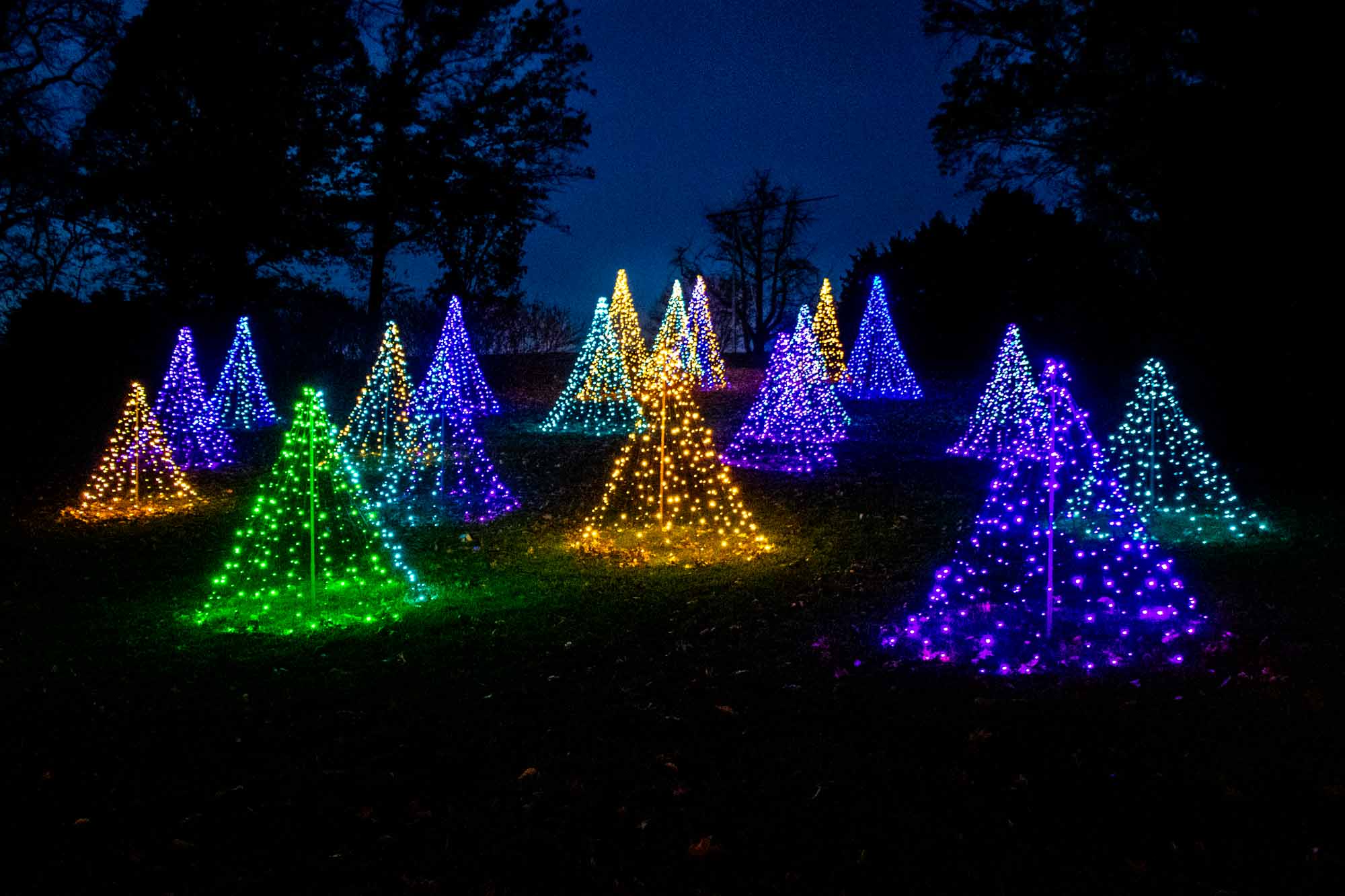 Illuminated Christmas lights at Morris Arboretum