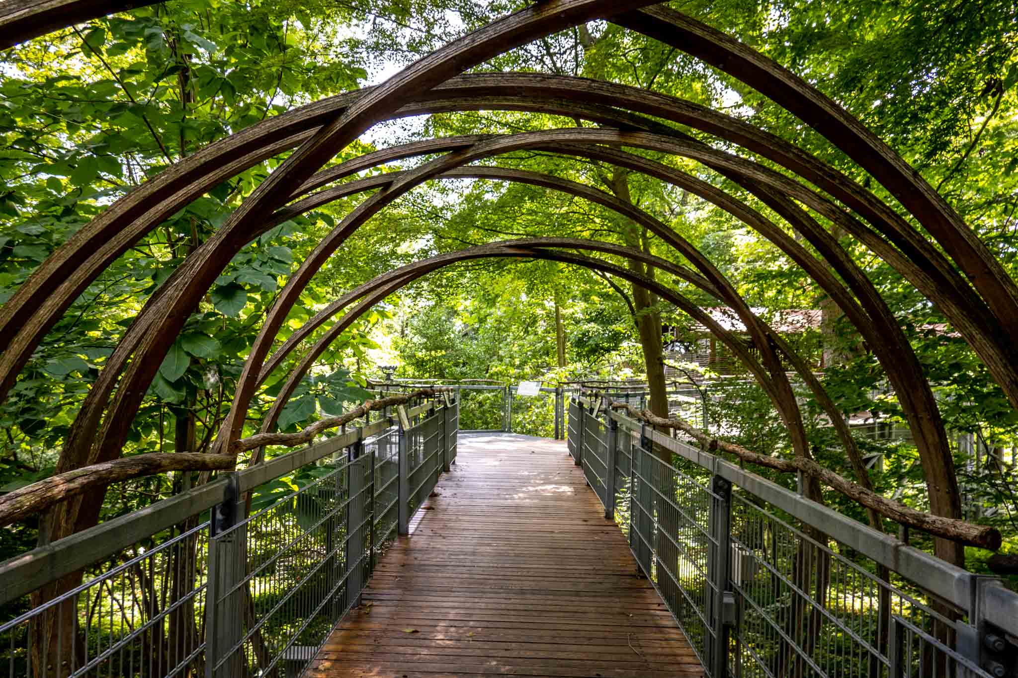 Wooden walkway surrounded by trees.