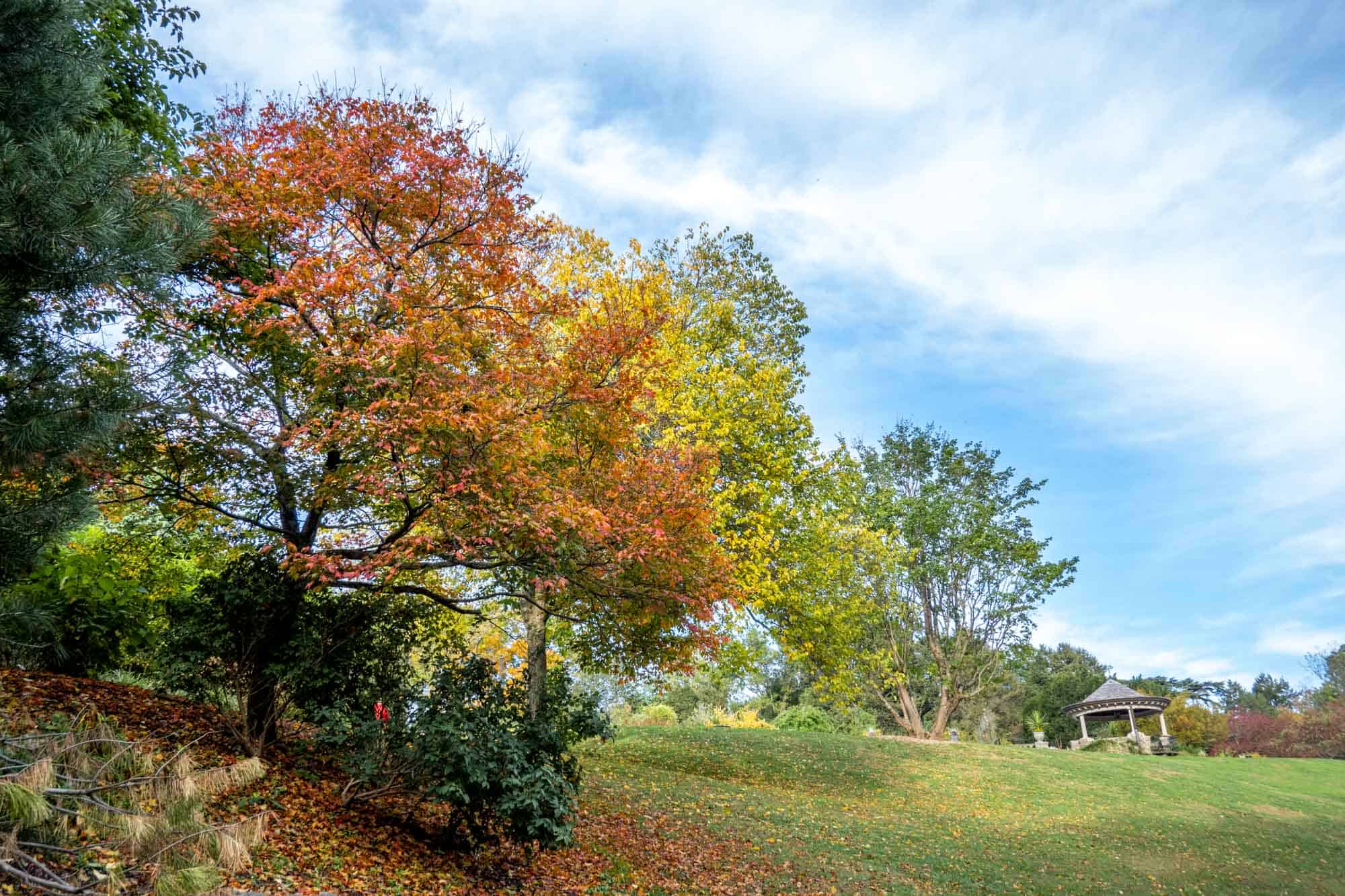 Line of trees with leaves changing in the fall on the top of a hill near a gazebo