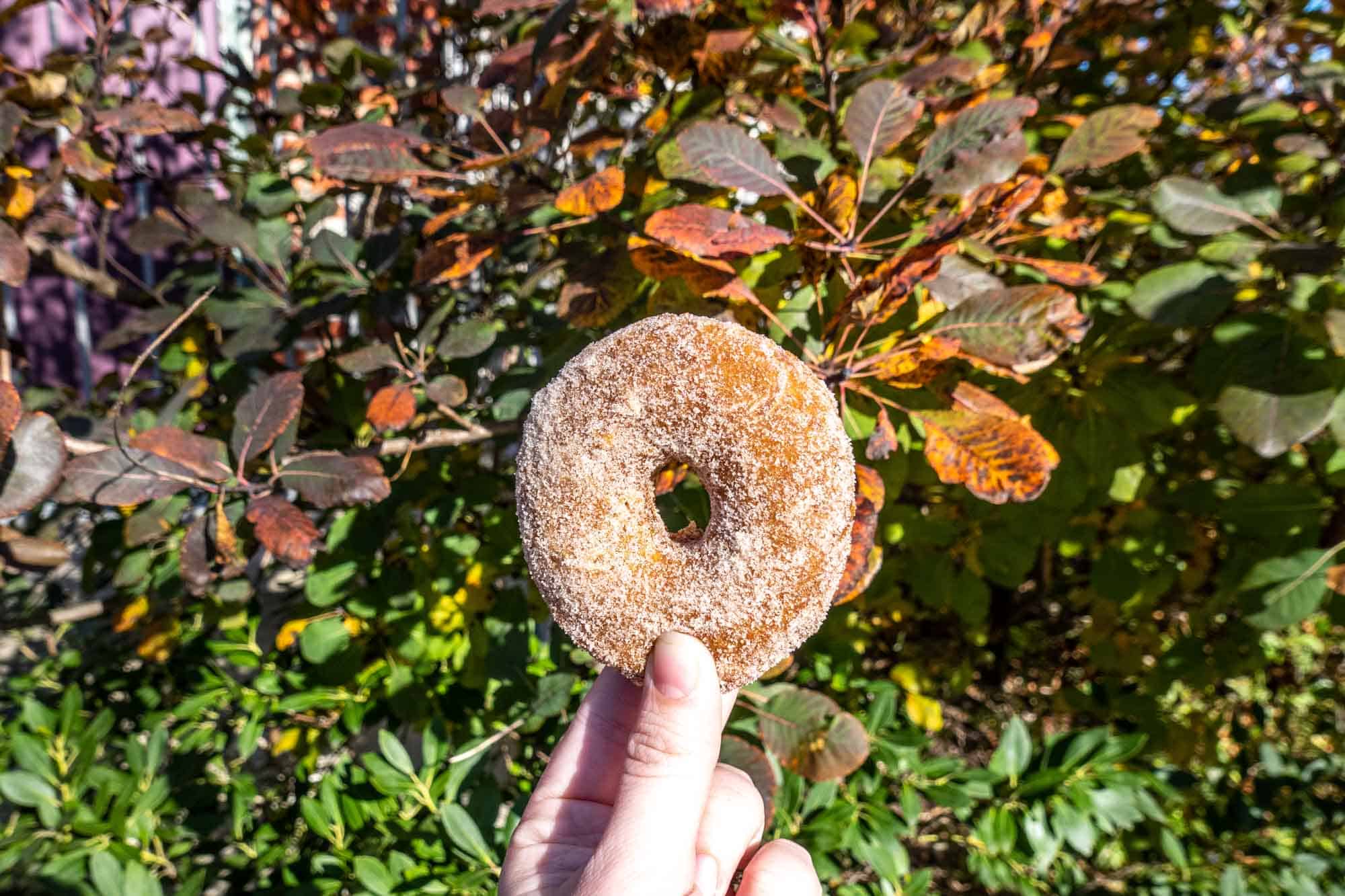 Hand holding a cinnamon-sugar dusted donut in front of fall foliage 