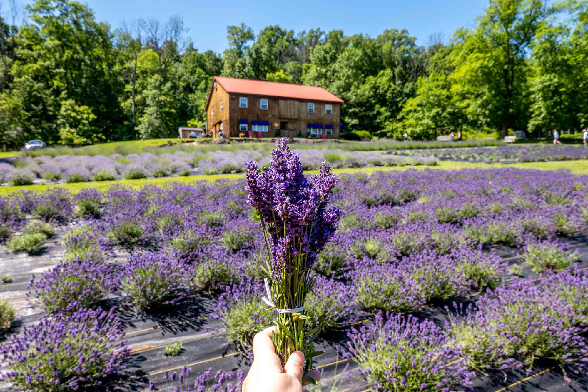 Lavender field with a bunch of lavender in the foreground and wooden building in the background.