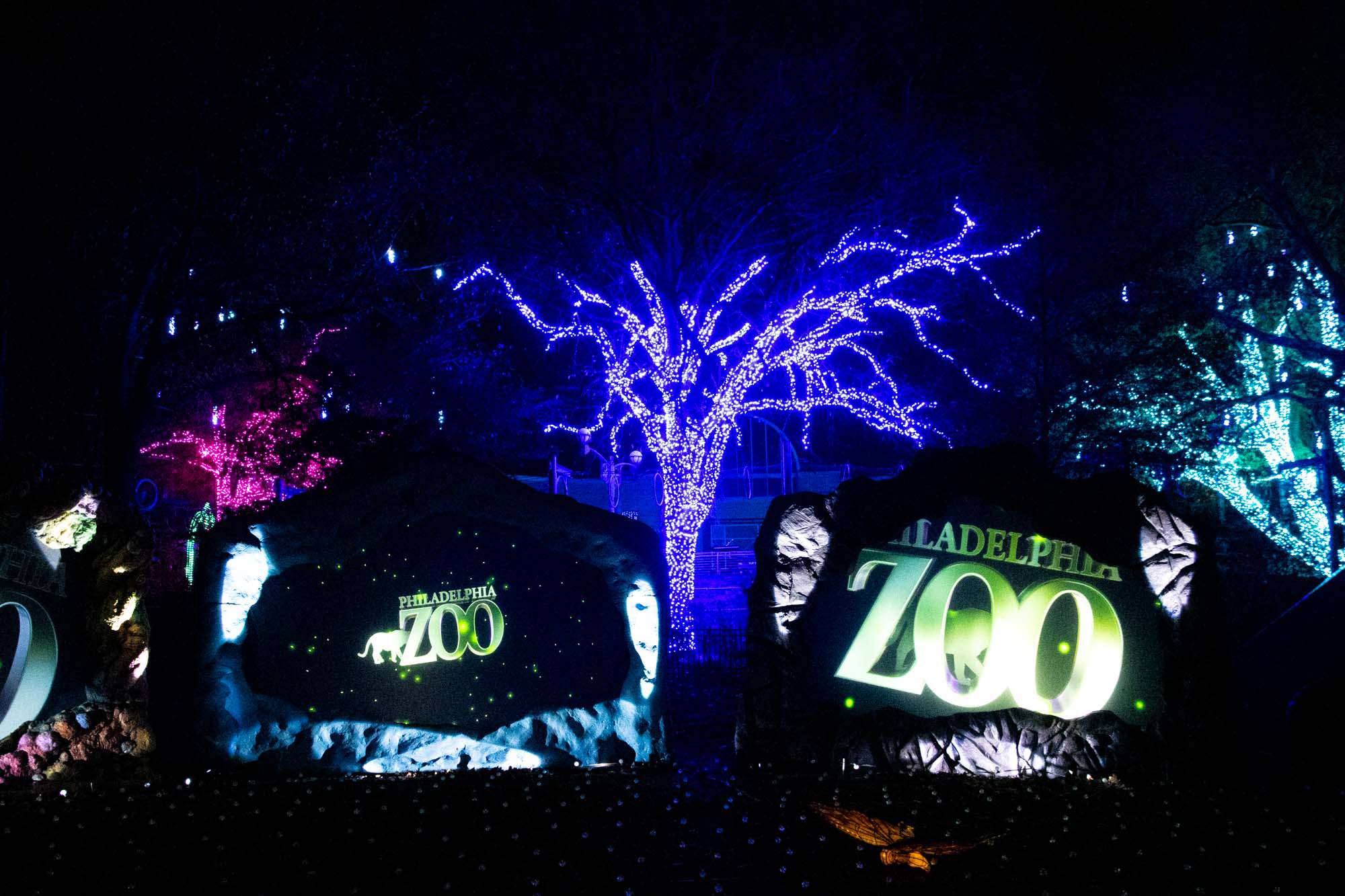Trees covered in holiday lights with light projections that say "Philadelphia Zoo"