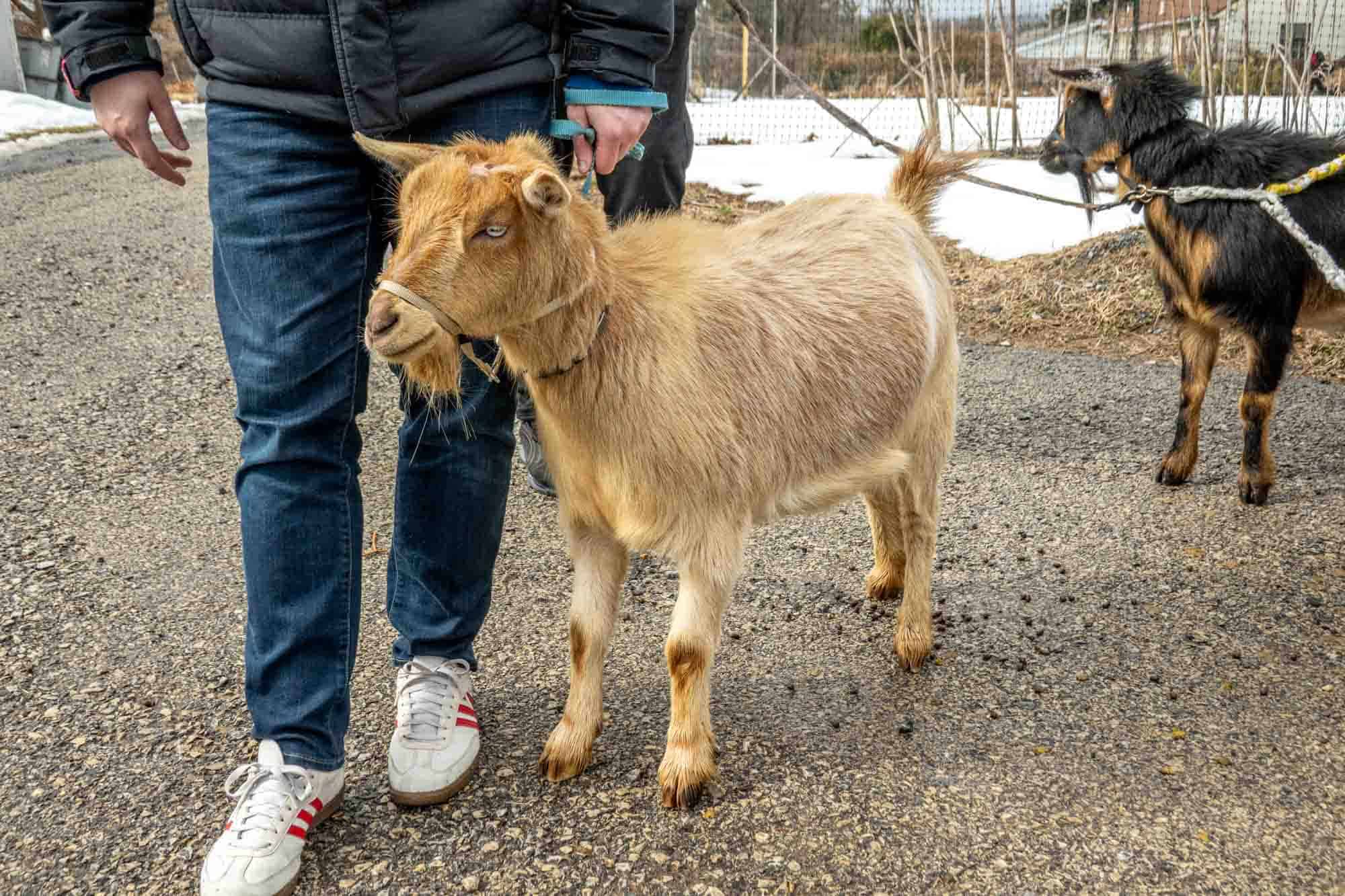 Person standing with two goats.