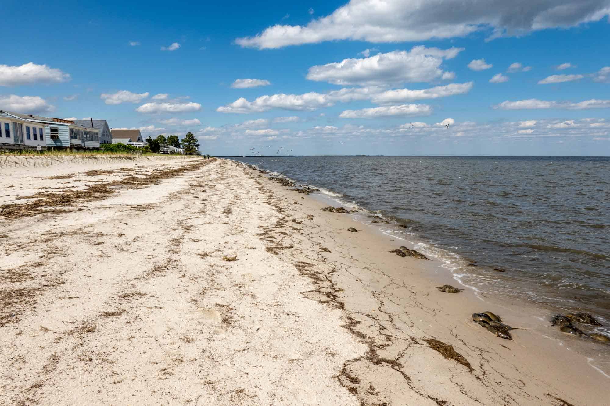 Houses along a sandy beach with some algae and horseshoe crabs