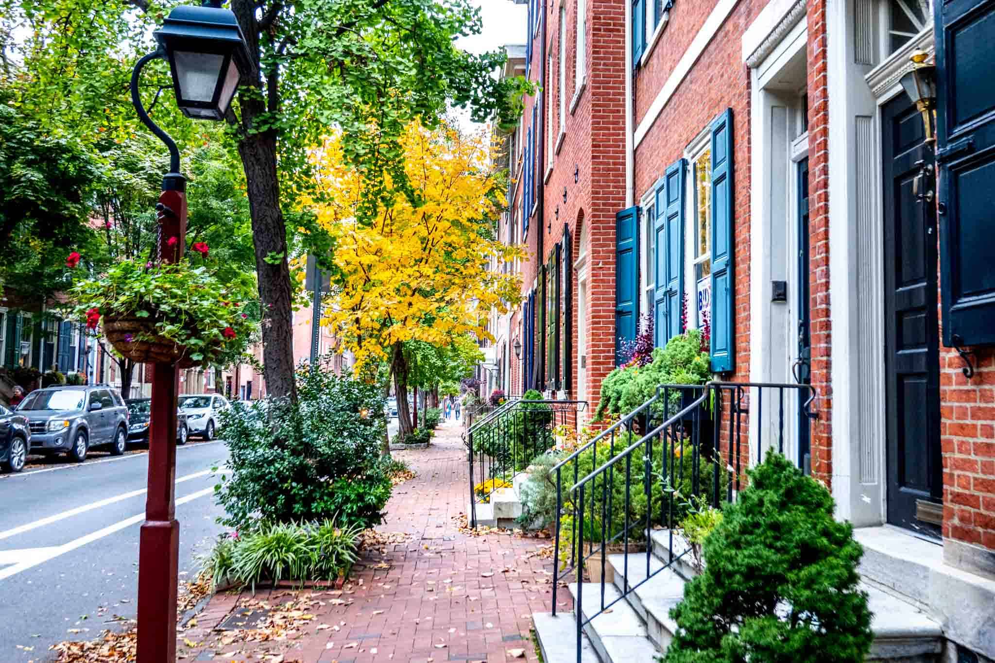 Tree-lined street with brick row homes with brightly painted shutters