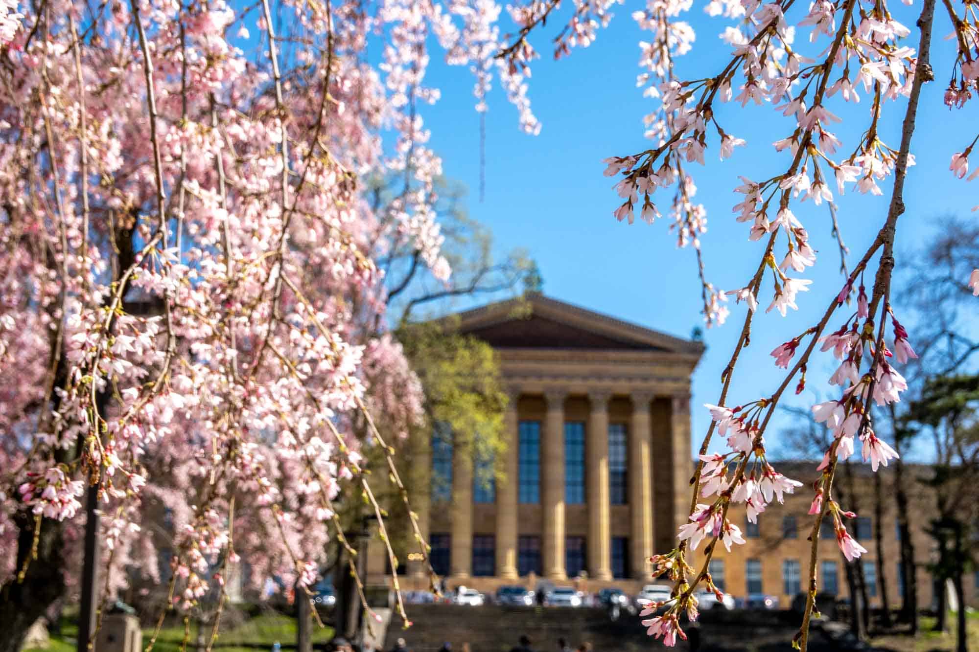 Branches full of pink blossoms framing a building with large columns in the background