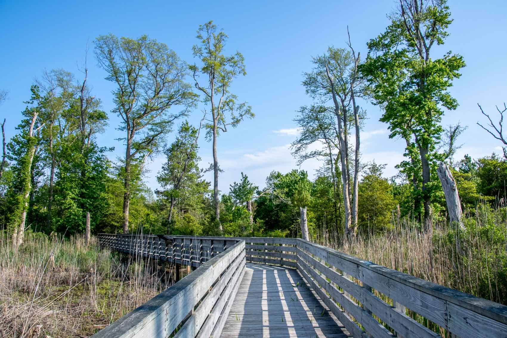 Boardwalk over a marsh in a wildlife preserve