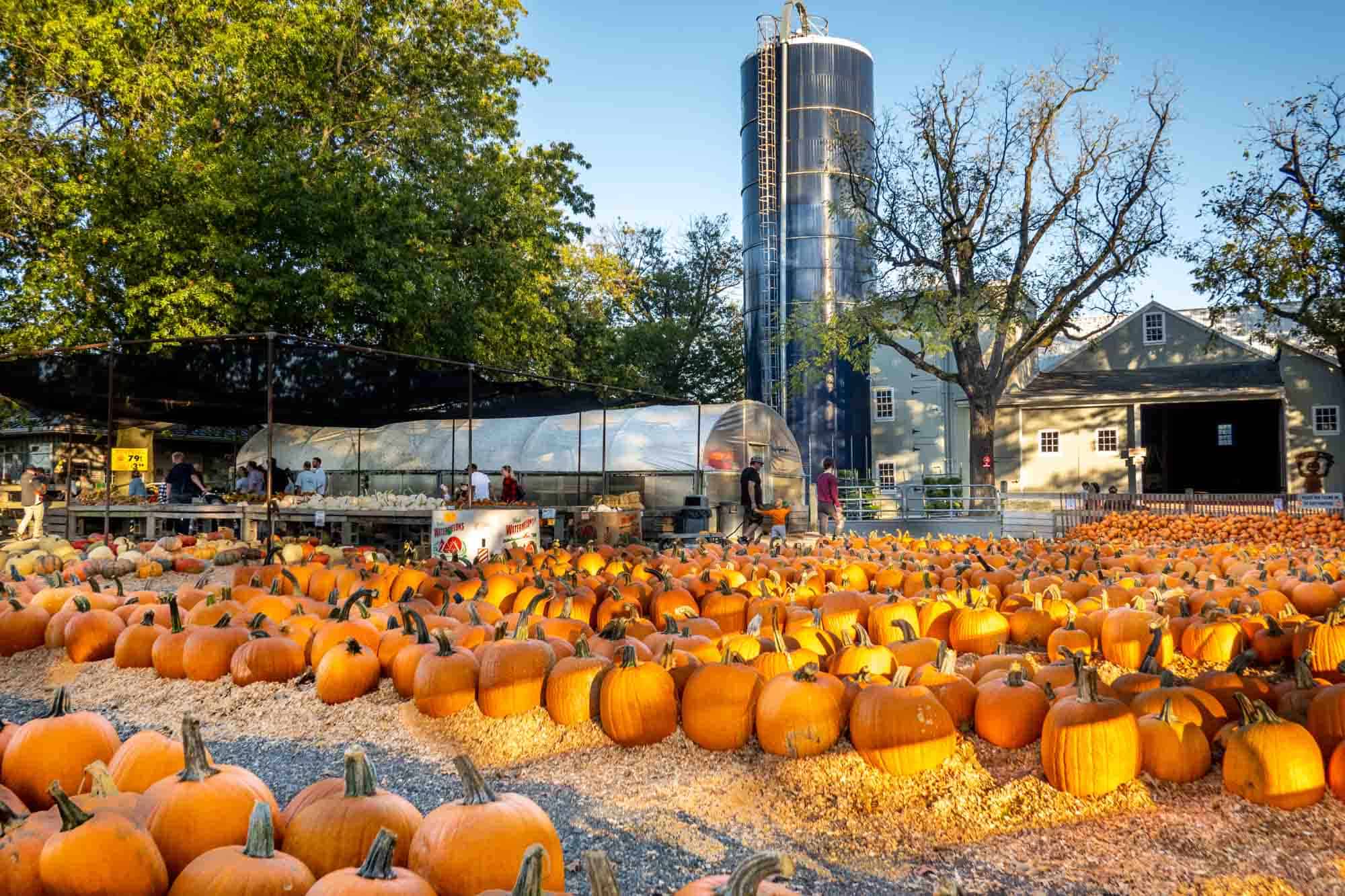 Pumpkins for sale at a farm