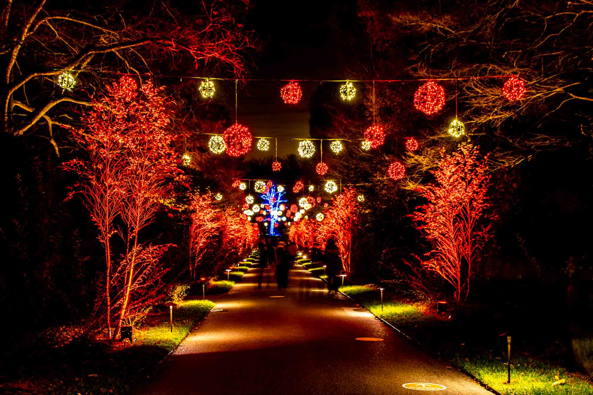 Red and white light orbs hanging over a walkway lined with lit up red trees