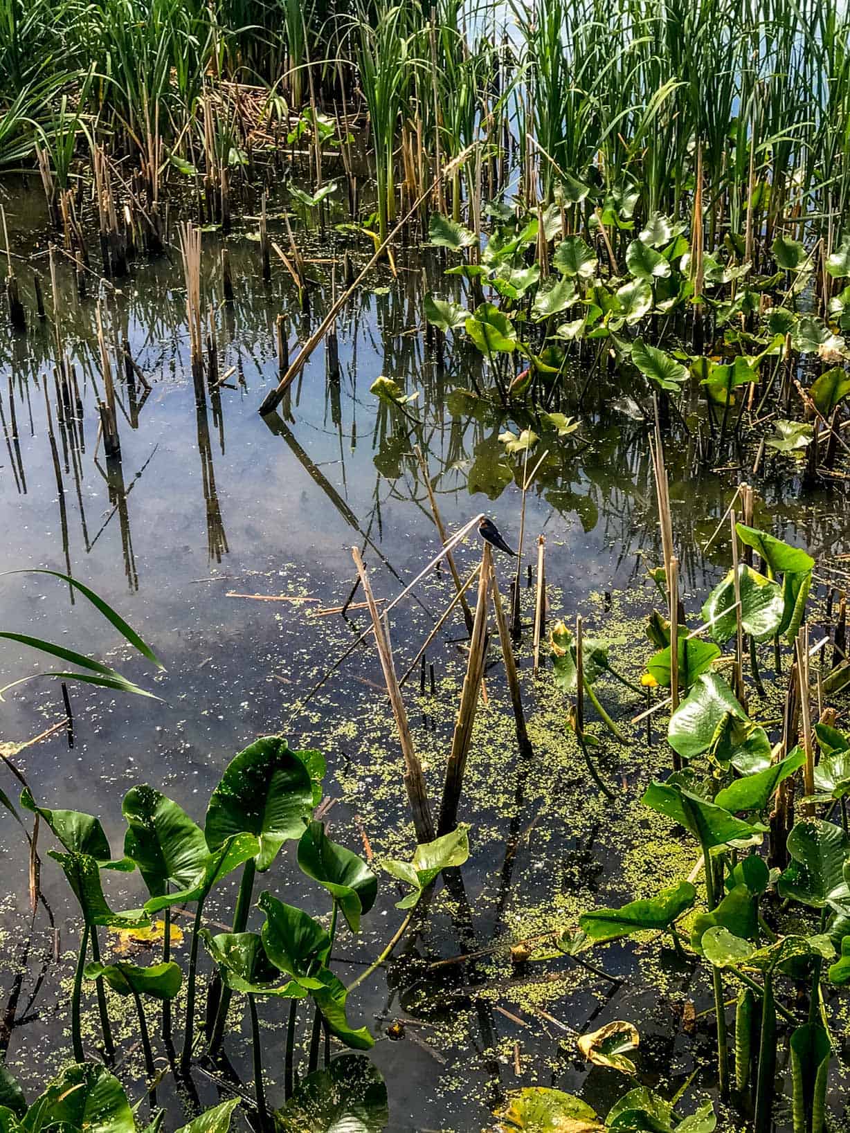 A bird among reeds in the water