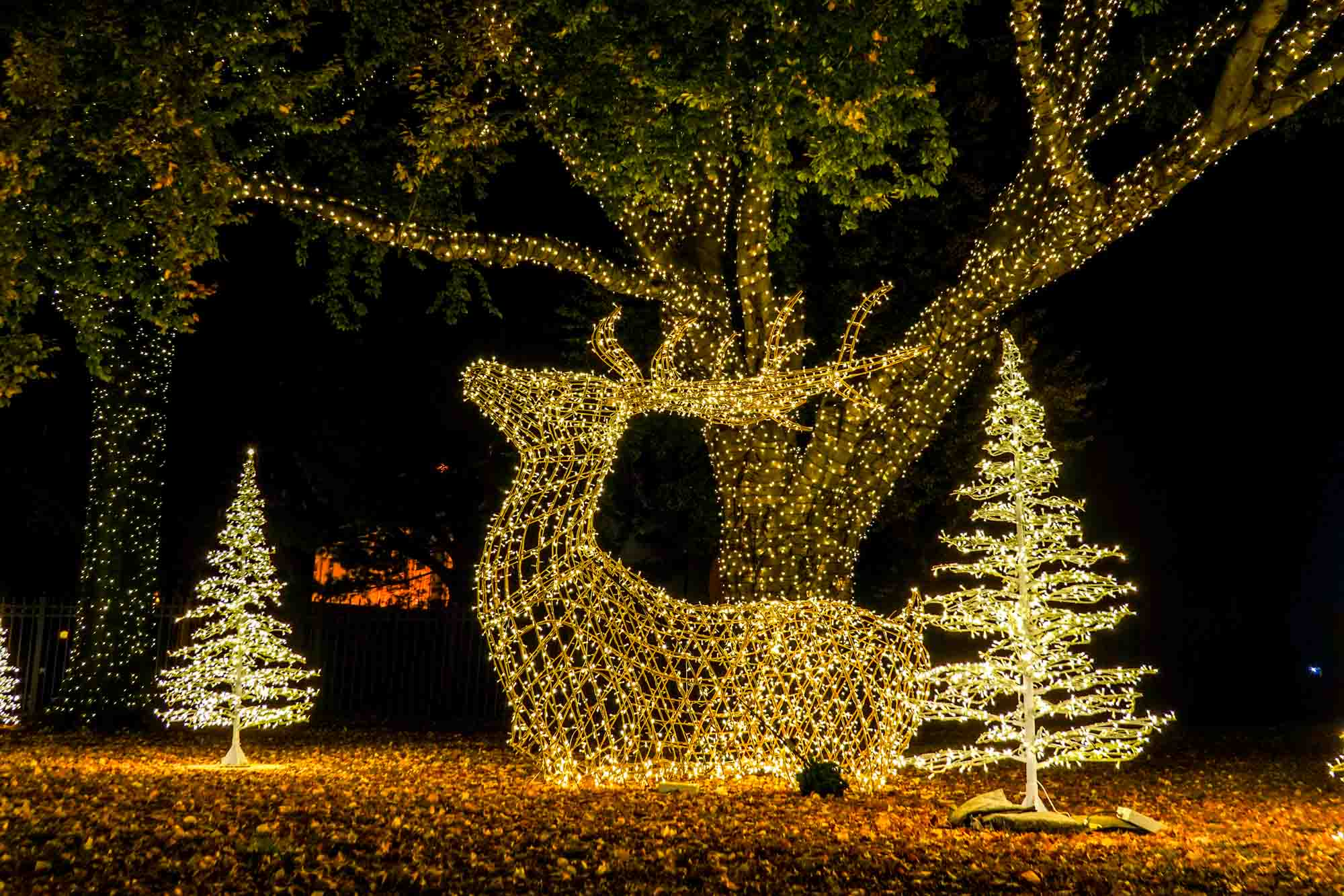 Christmas tree and reindeer light sculptures at the base of a large tree.