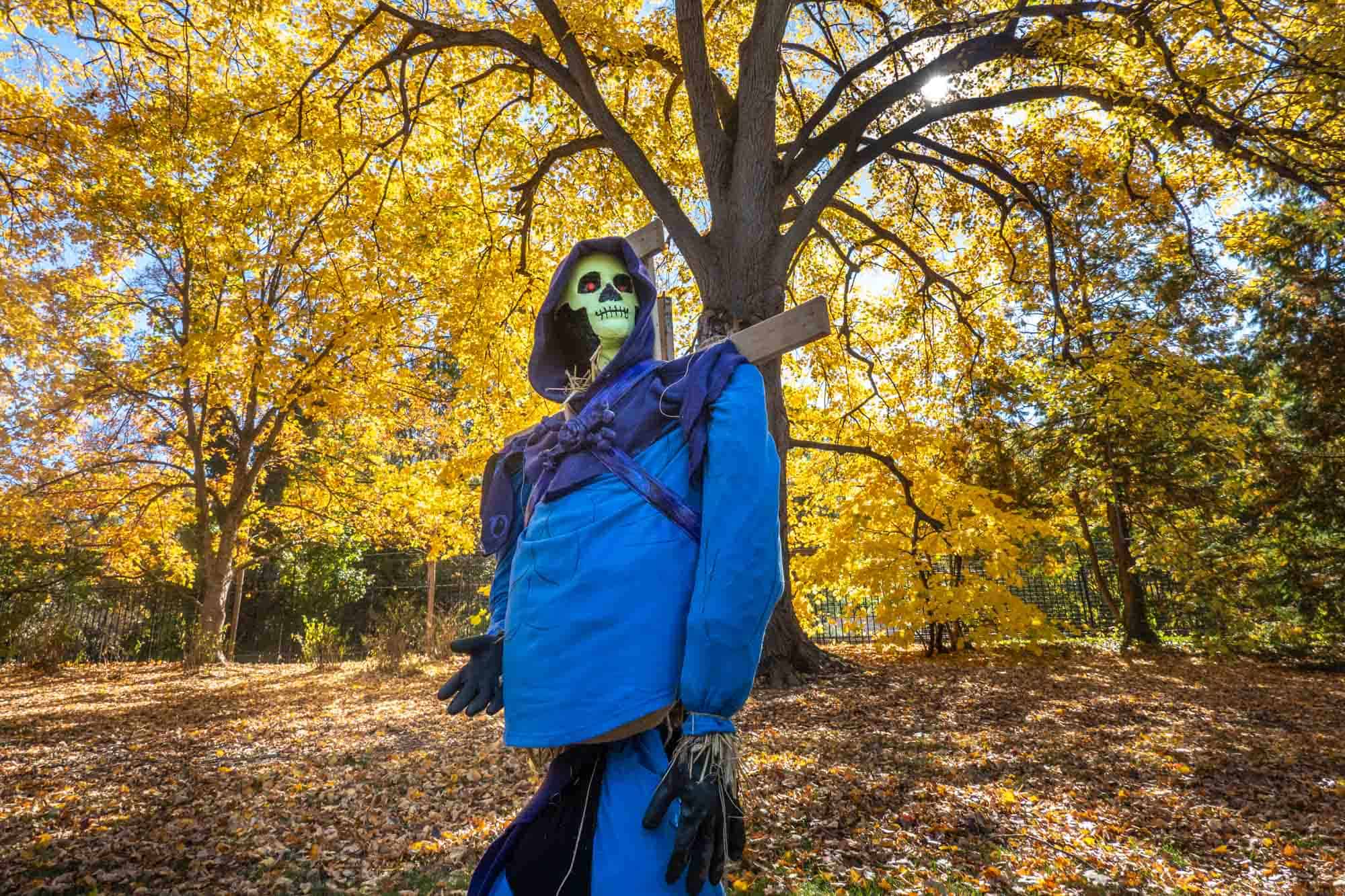 Scarecrow designed to look like Skeletor under a tree with golden leaves.
