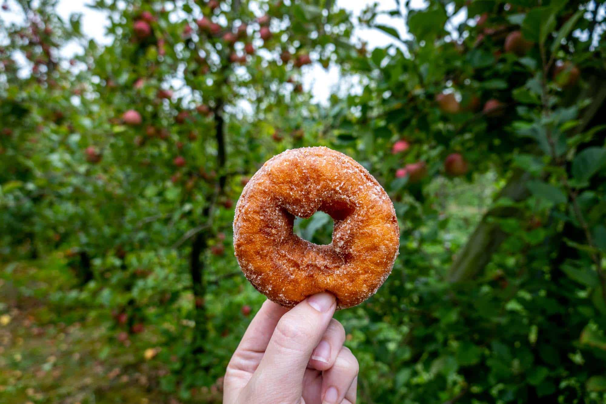 Hand holding a donut in front of apple trees