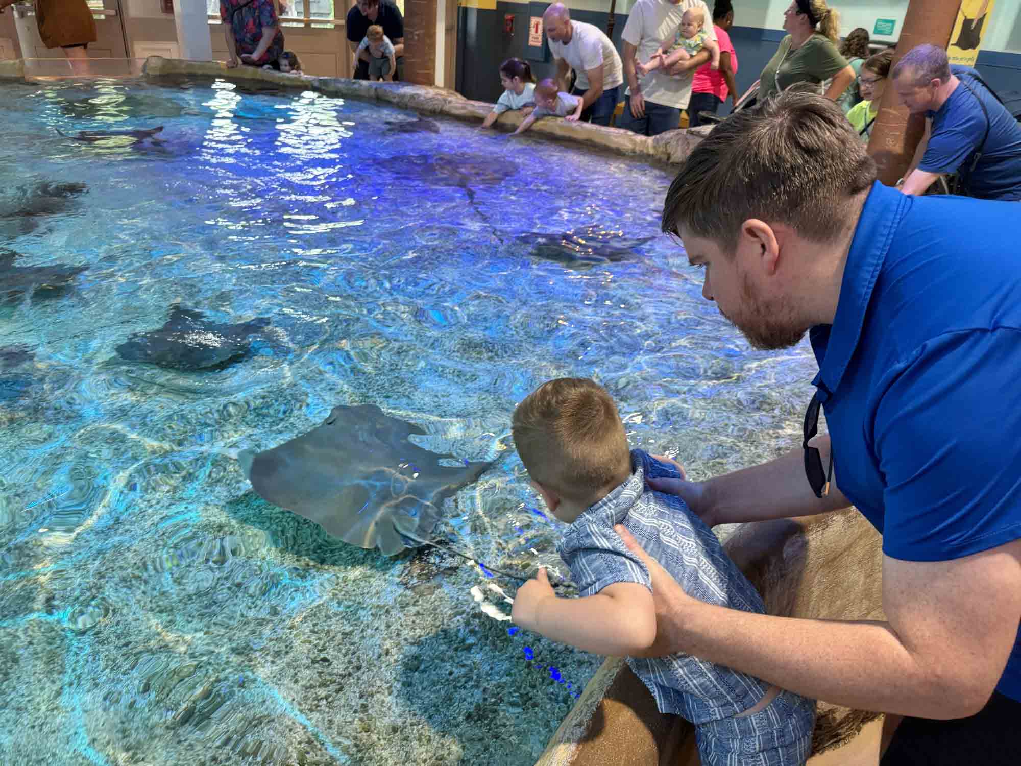 Adult and child at a touch tank full of stingrays.