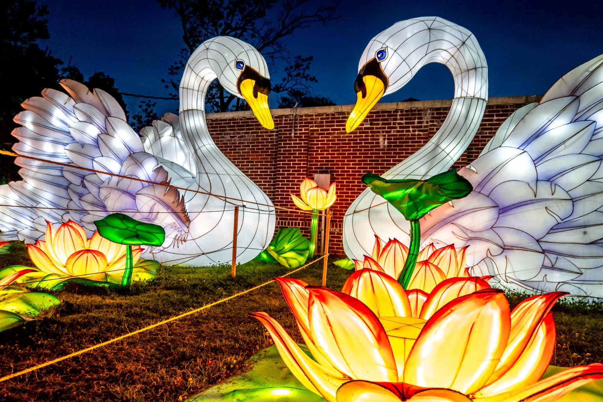 Two swan lanterns surrounded by flower lanterns lit up at night