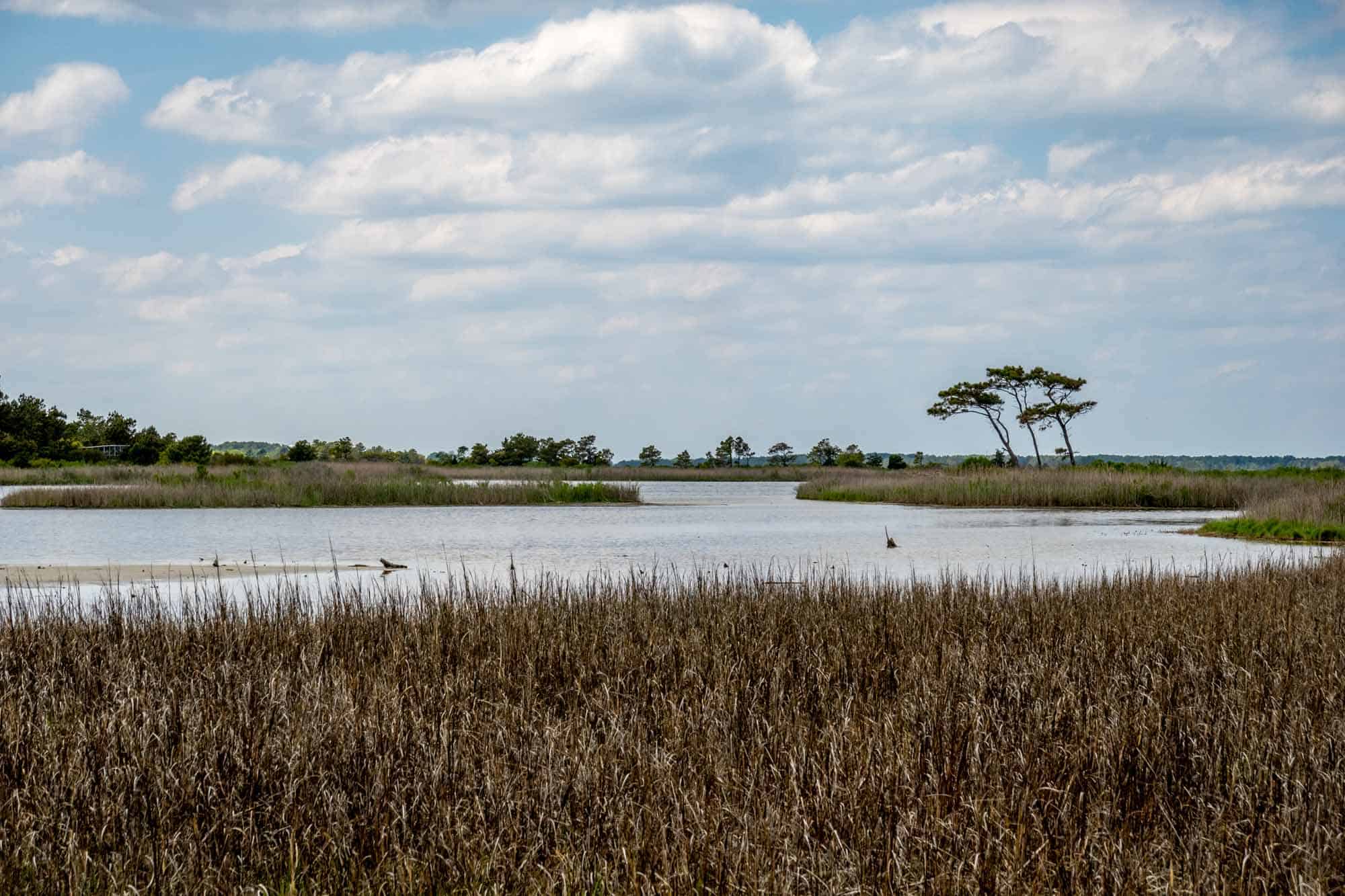 Reeds beside a pond with grass and trees.