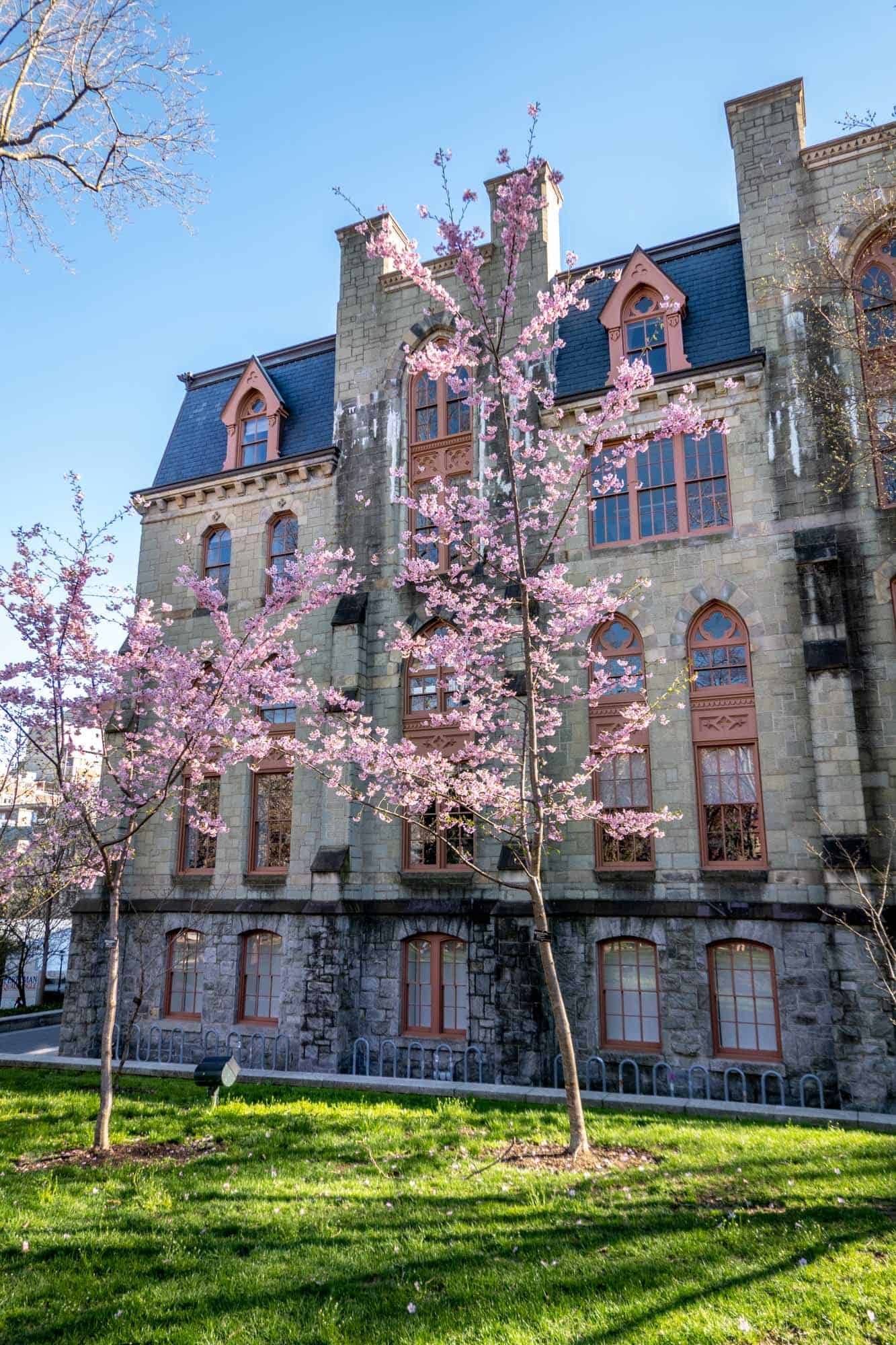 two trees with pink blossoms in front of a large building with red window frames
