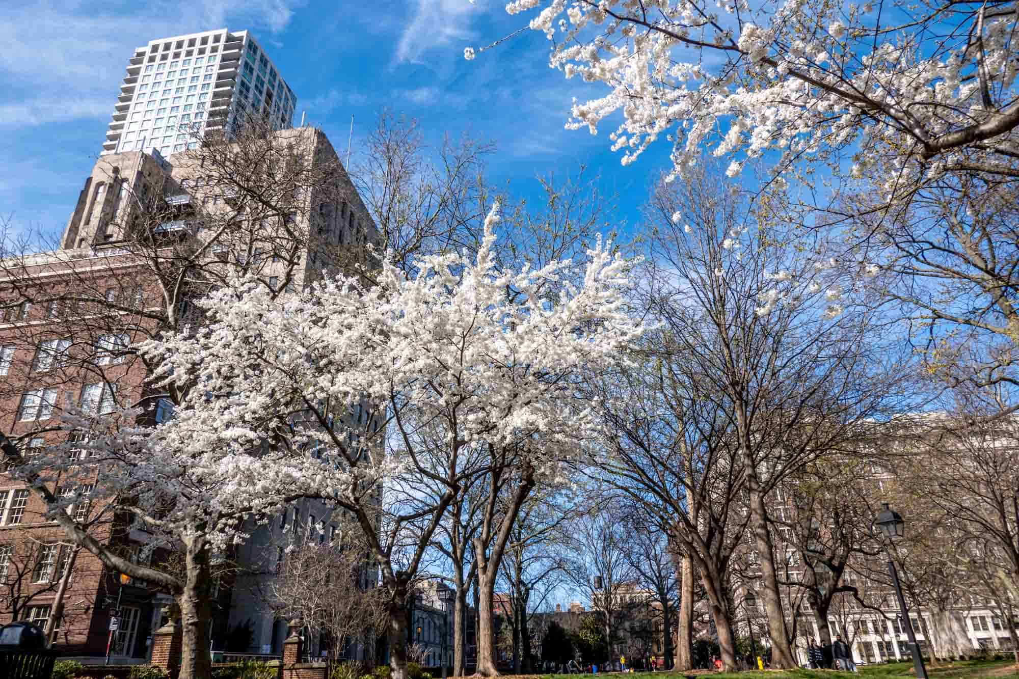 White cherry blossom trees in a park surrounded by tall buildings 